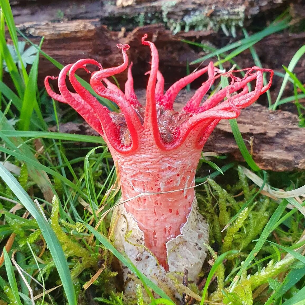 Asero&euml; rubra. One of the more unusual Australian fungi. Also known as Anemone Stinkhorn, Sea Anemone Fungus, and Starfish Fungus.

.

It was the first native Australian fungus to be formally described. It was first collected by european botanist