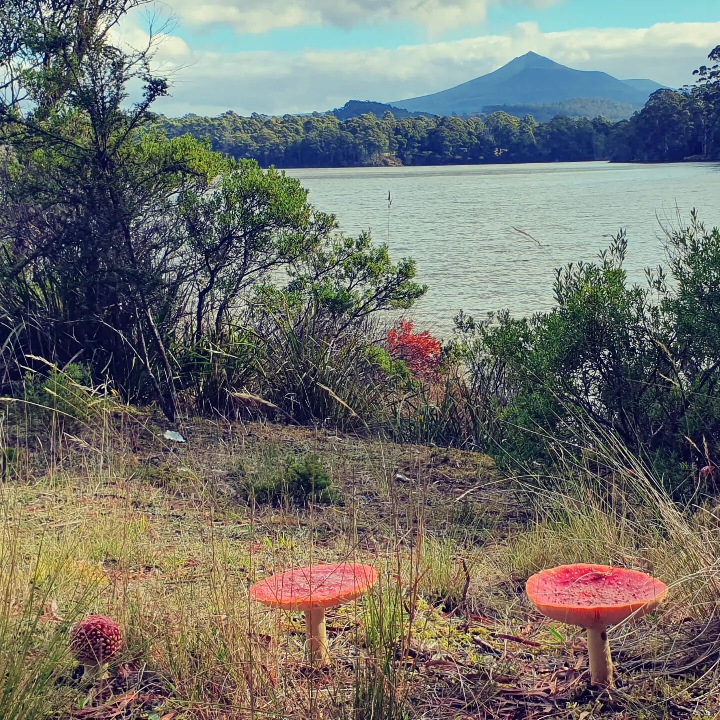 The archetypal mushroom Amanita muscaria. Photographed in Dover, on melukerdee country in lutruwita, Tasmania. Adamson's Peak in the background.

The cool crisp mornings and chill evenings of early Autumn in early April. Rather than amongst the yello