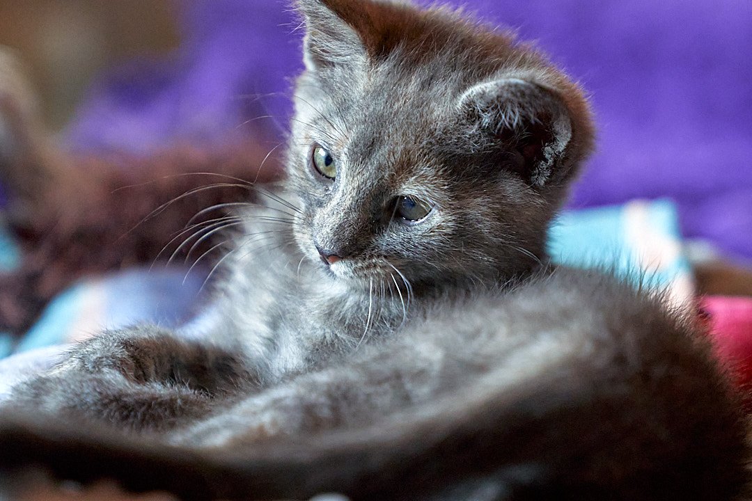 Cat Photos_AA_05405.jpg