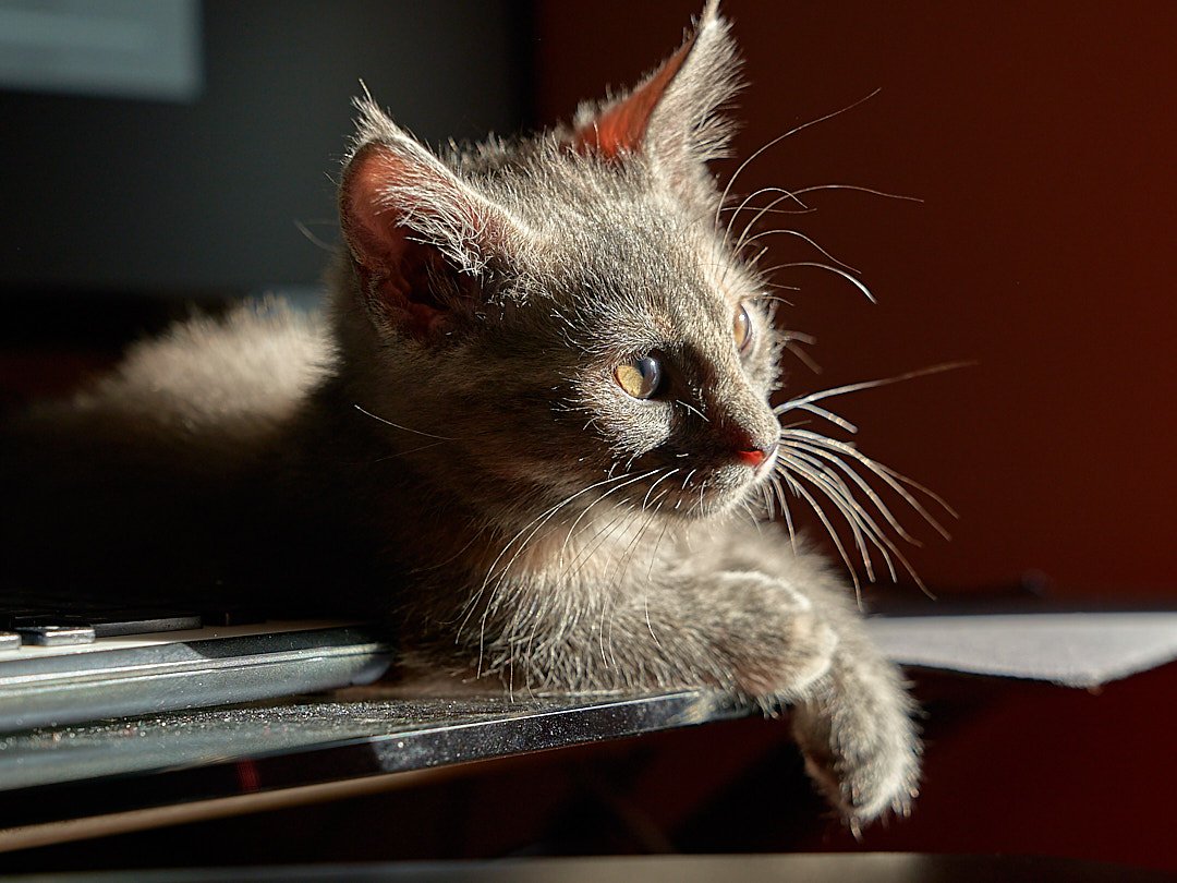 Cat Photos_AA_05960.jpg