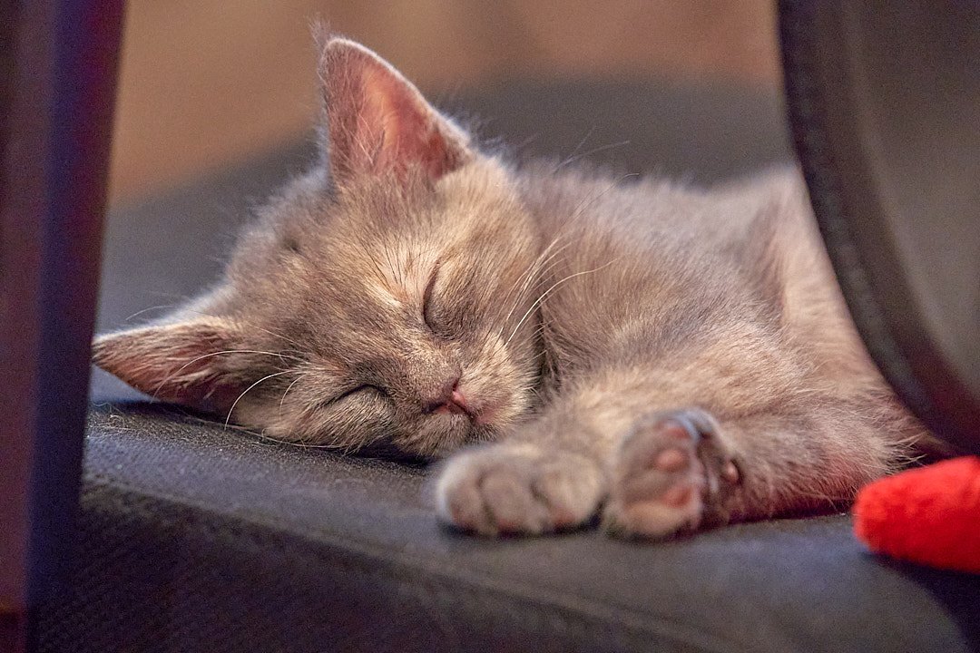 Cat Photos_AA_05229.jpg