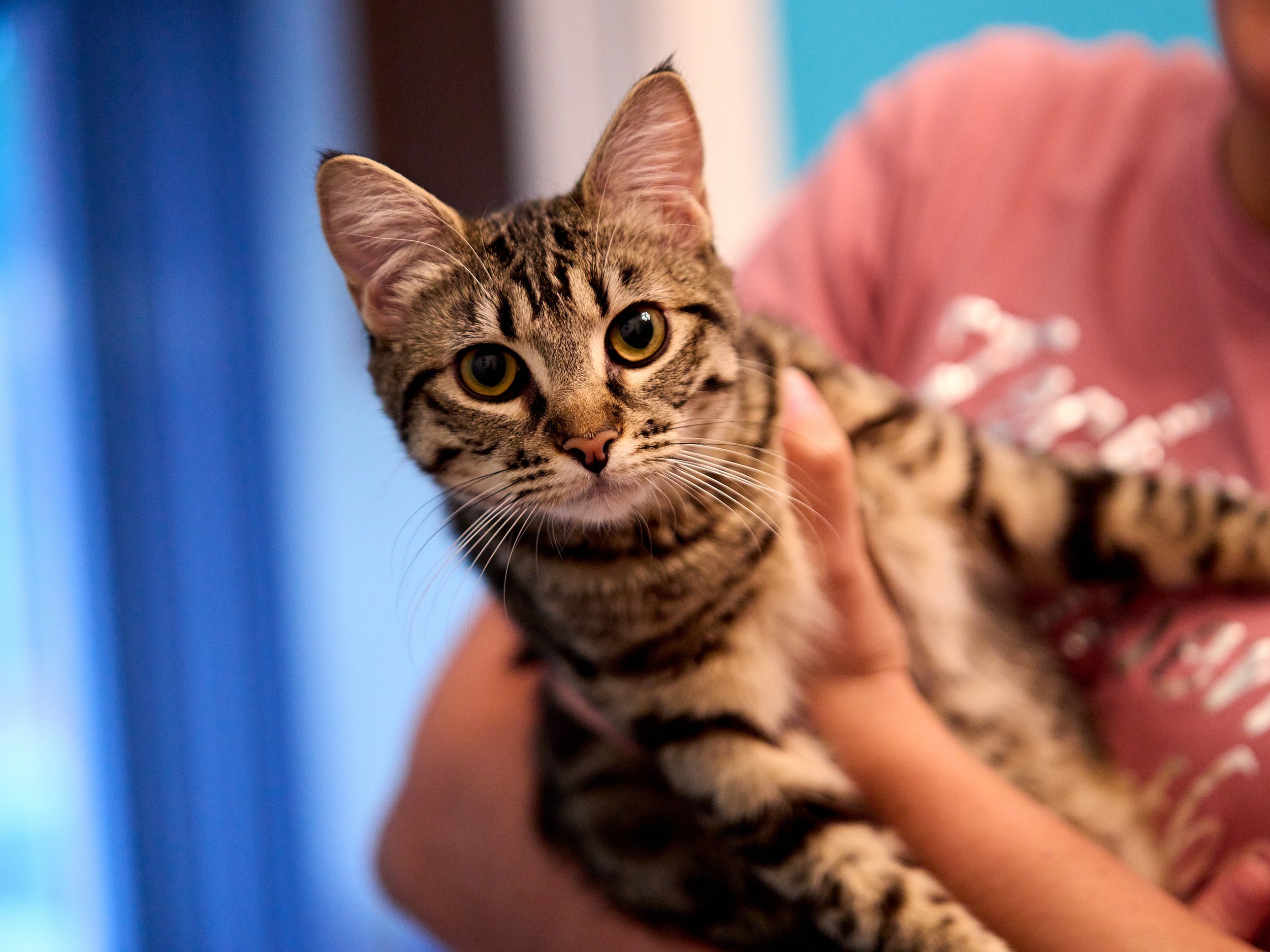 Kitten_116.jpg