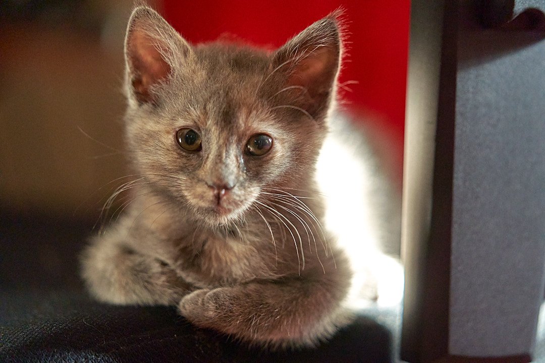 Cat Photos_AA_05348.jpg