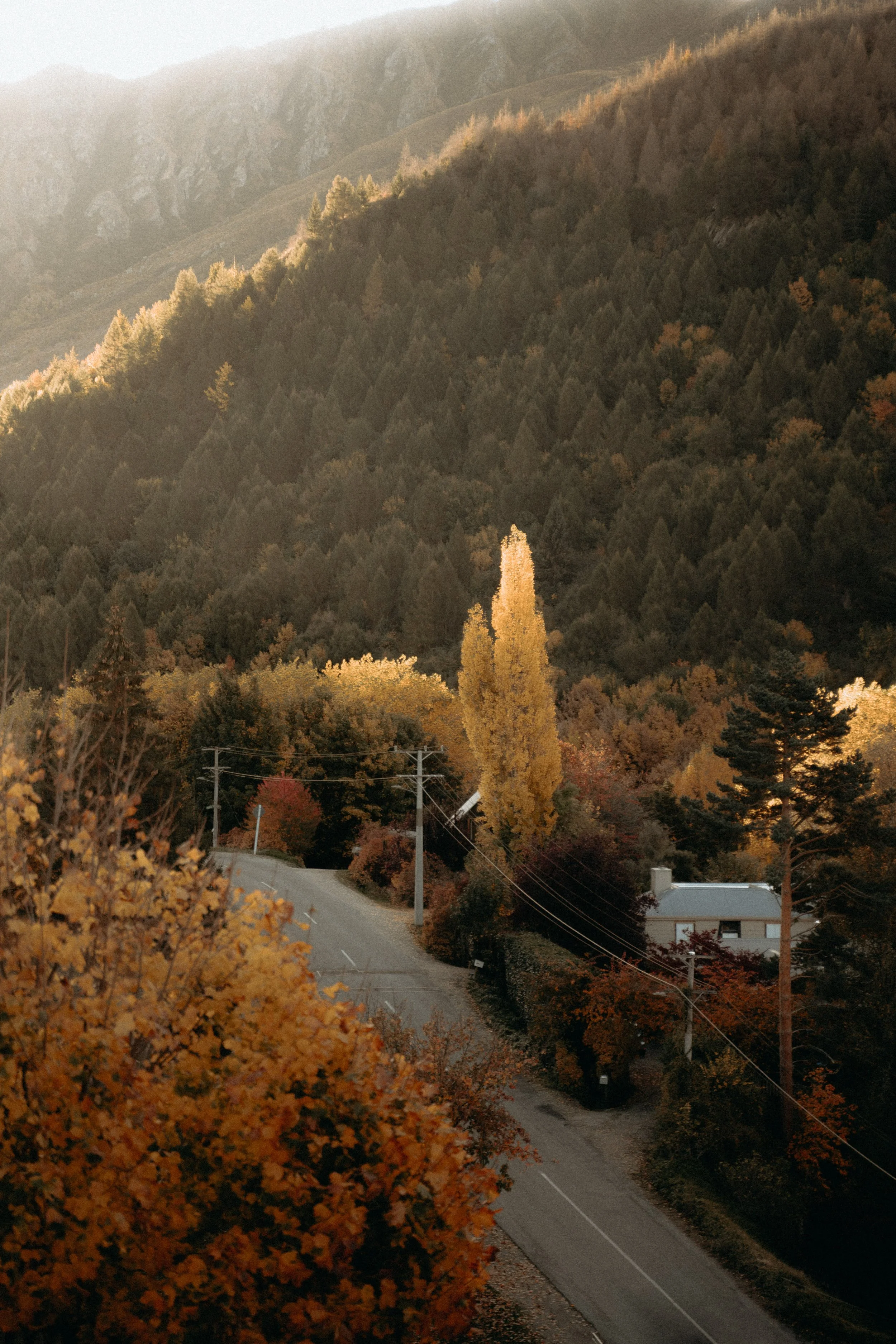 Winding road lined by autumnal trees on either side