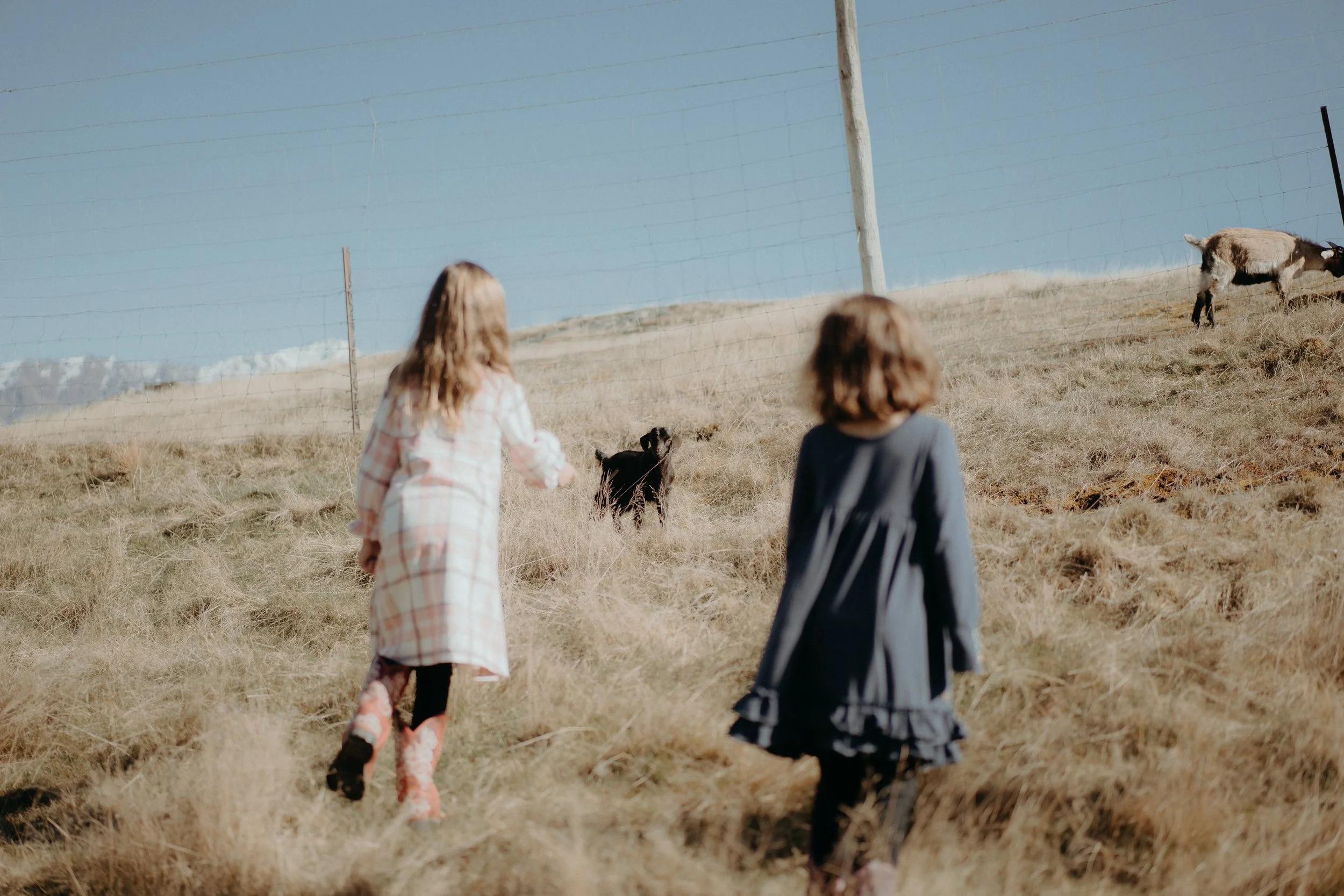 Two girls walking on a grassy hill at deer park heights toward a goat near a wire fence under a clear blue sky.