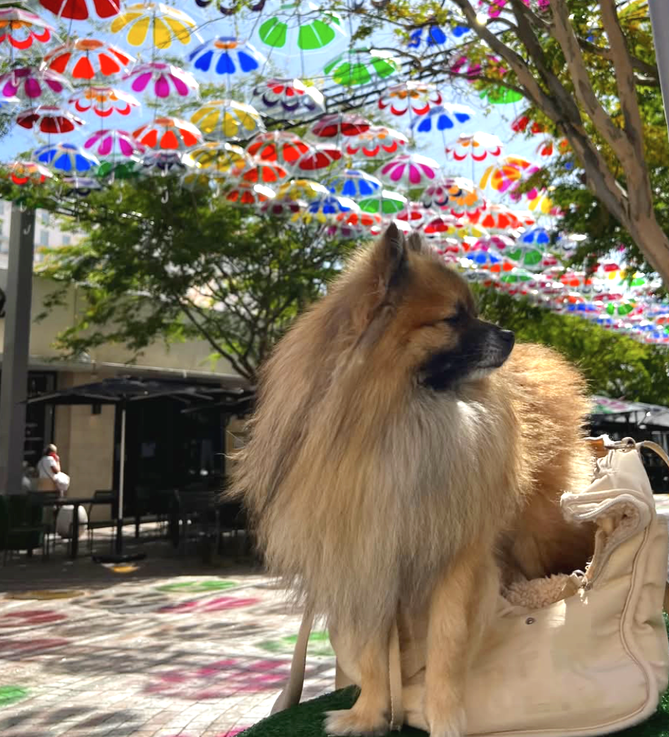 Paws on the Mile: The Best Dog-Friendly Spots in Downtown Coral Gables