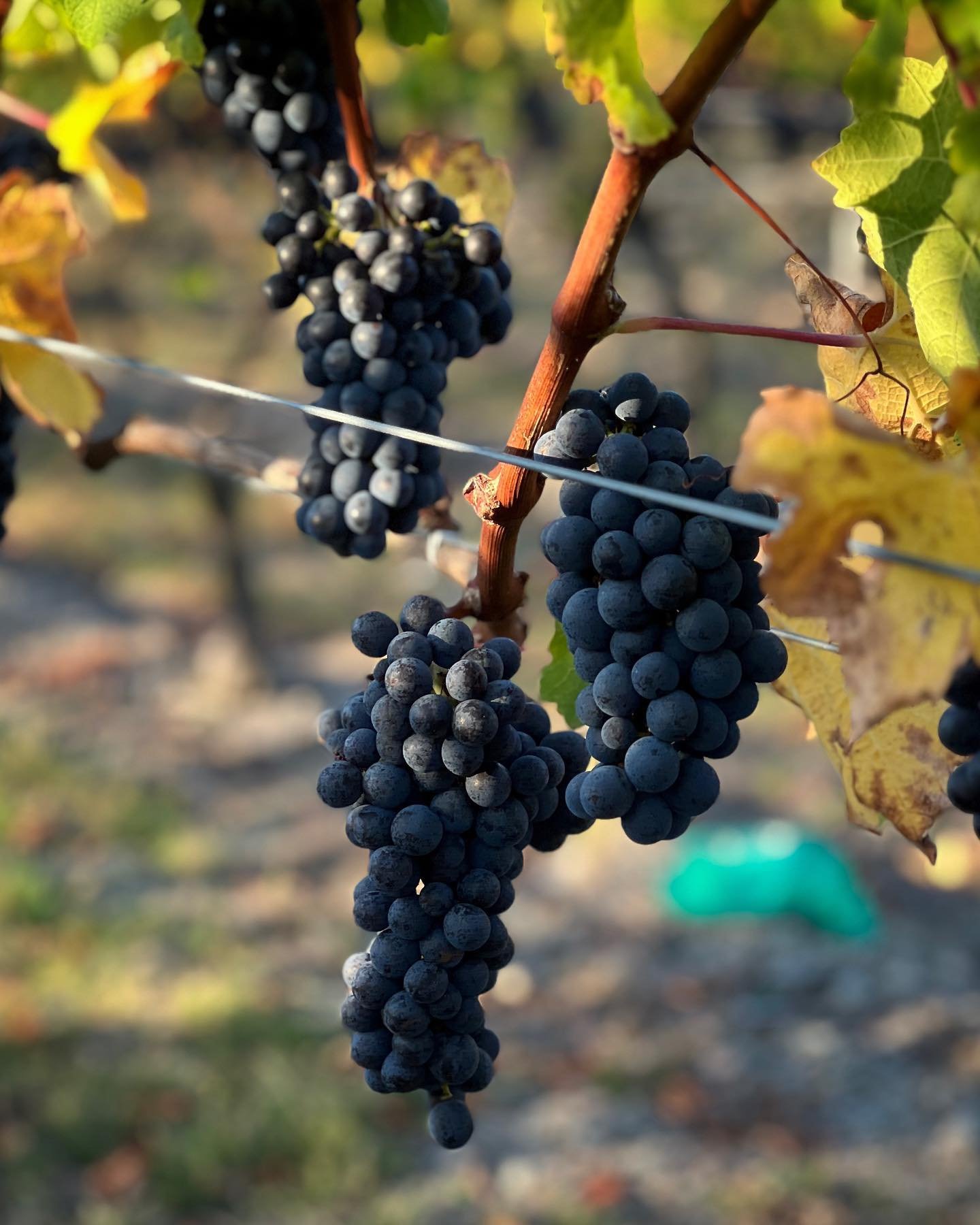 That&rsquo;s a wrap on the 2024 Chateau Garage grape harvest ! 

Incredible way to finish with the most immaculate Cabernet Sauvignon from the Cornerstone Vineyard. Congratulations and thanks to @odettepreston2 @emmataylor.viti @harvesthawkesbaynz fo