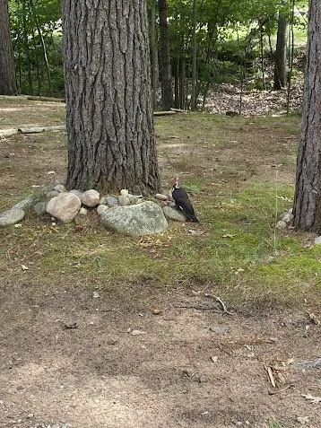 Wood pecker.jpg