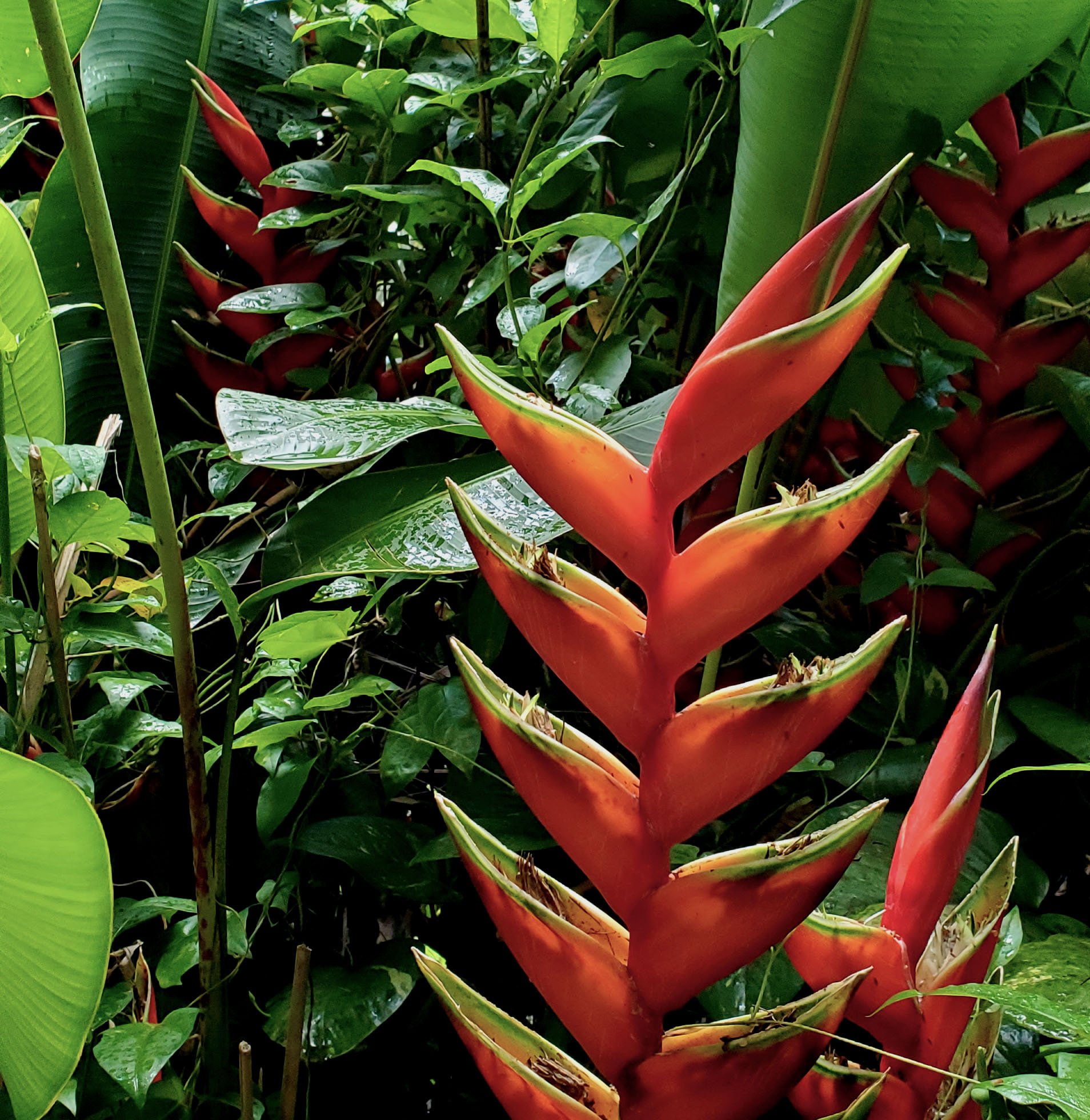 Red Ginger.jpg
