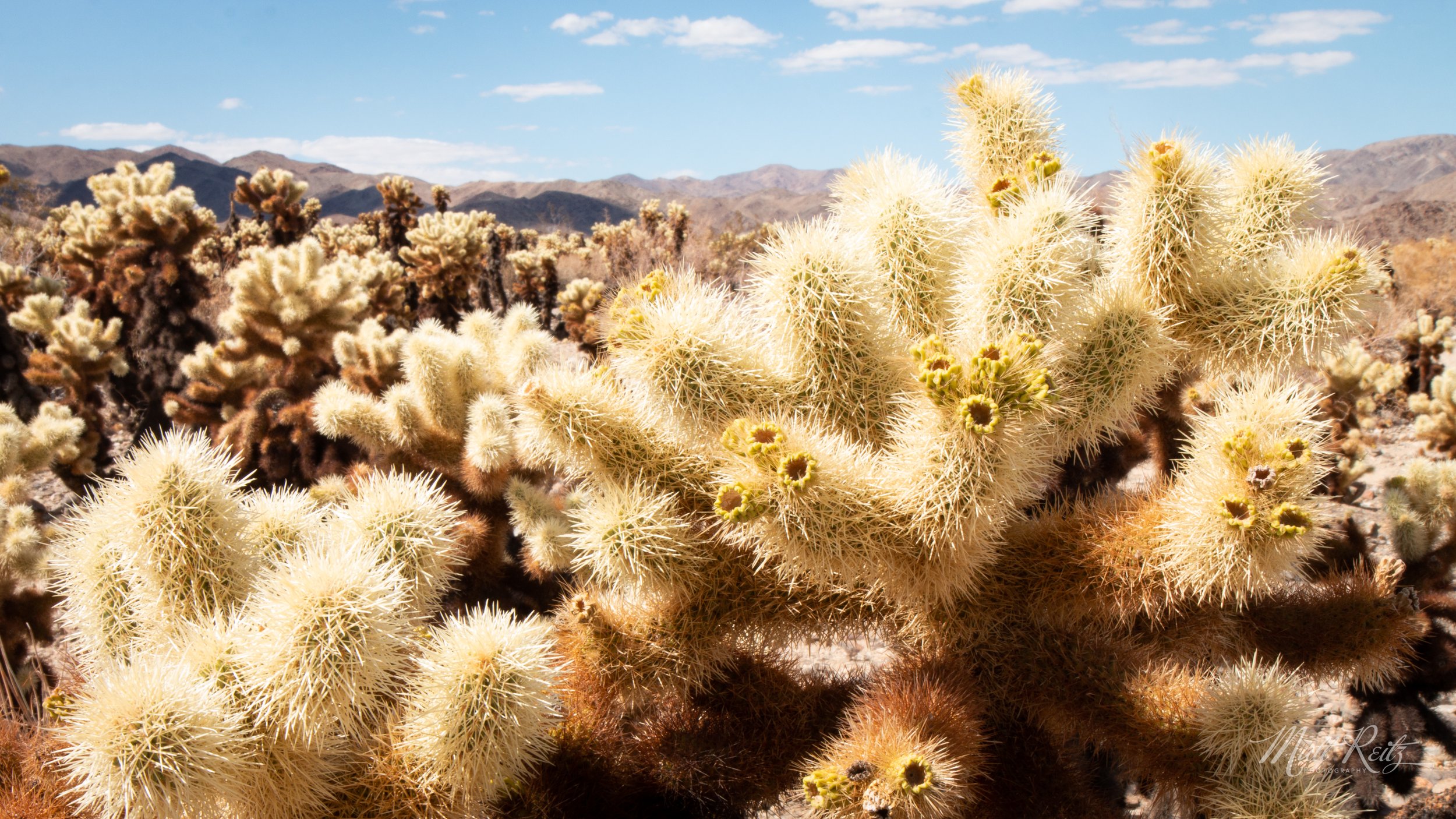 Cholla Cactus in Joshua Tree