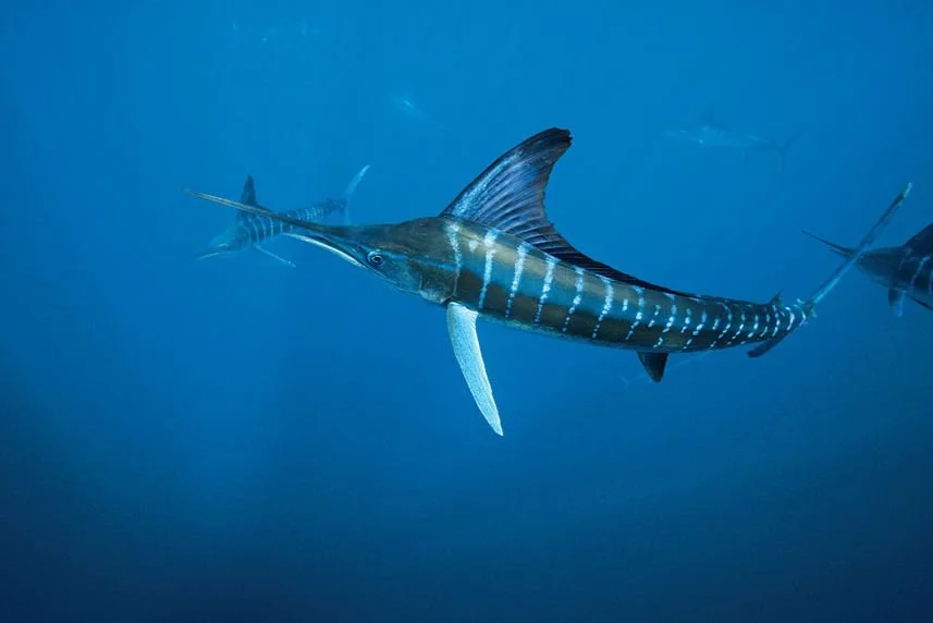 Striped Marlin Fishing in the Galapagos