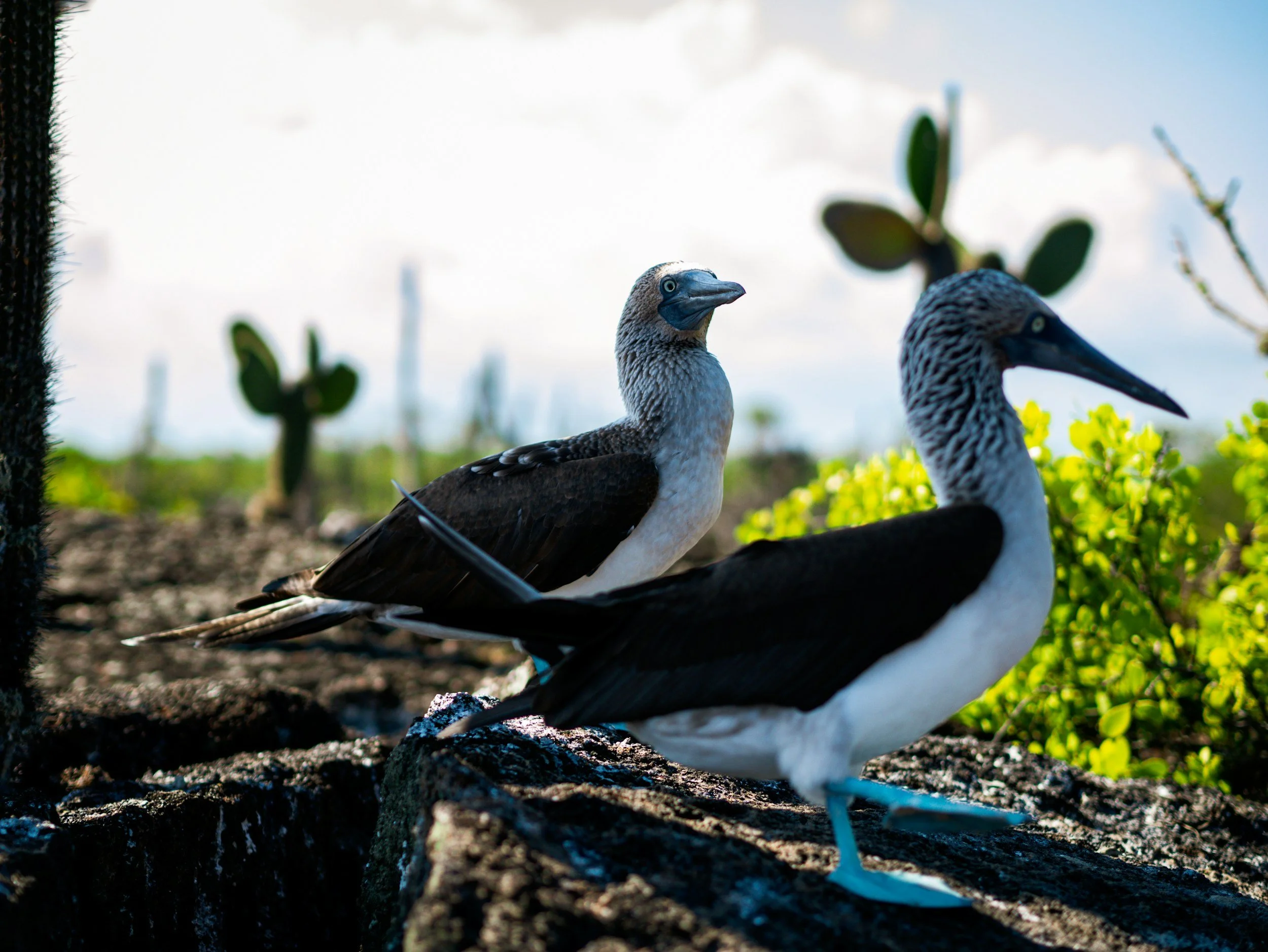 Top 10 Animals You Can Only See in the Galapagos