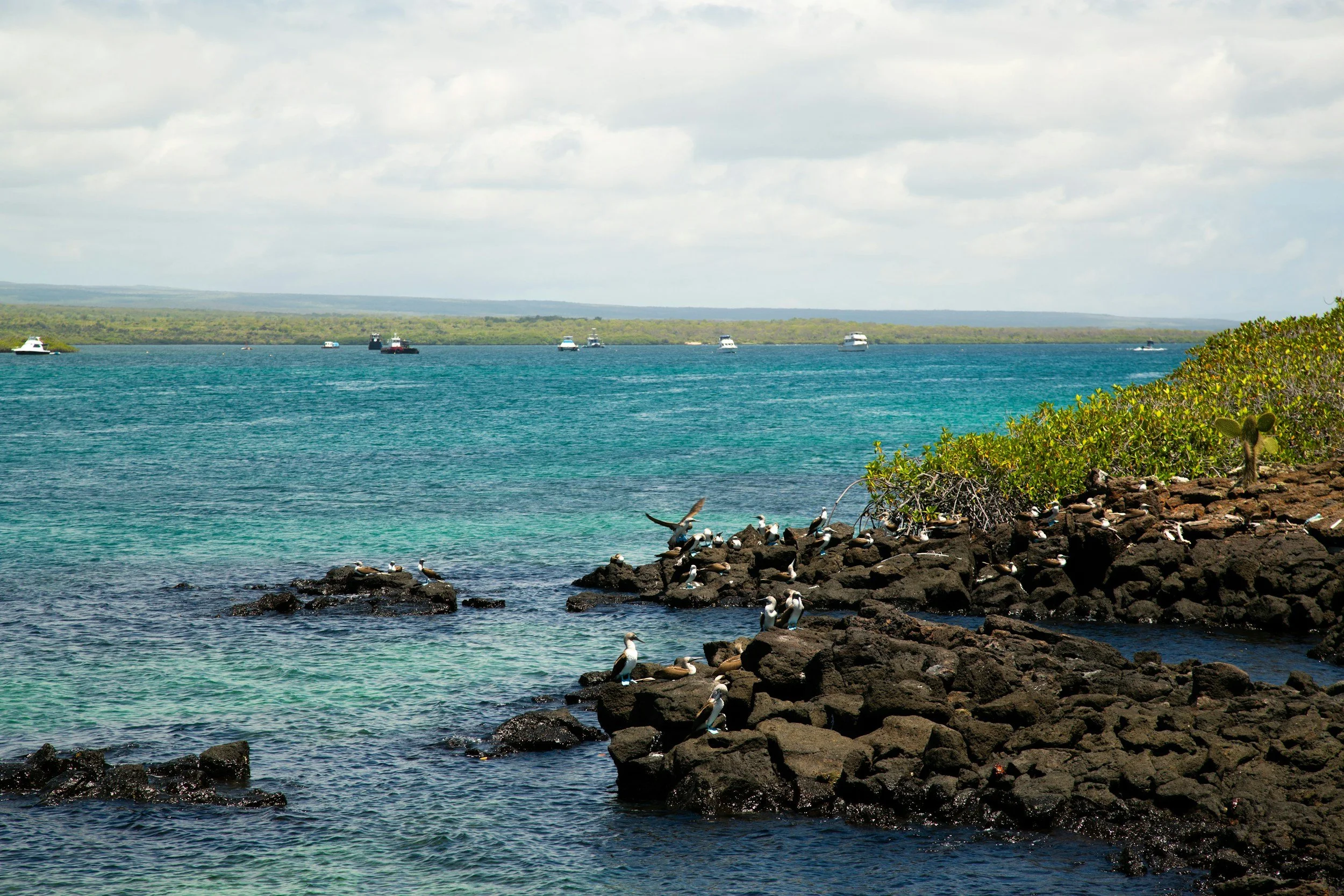 Galapagos Blue Footed Boobies