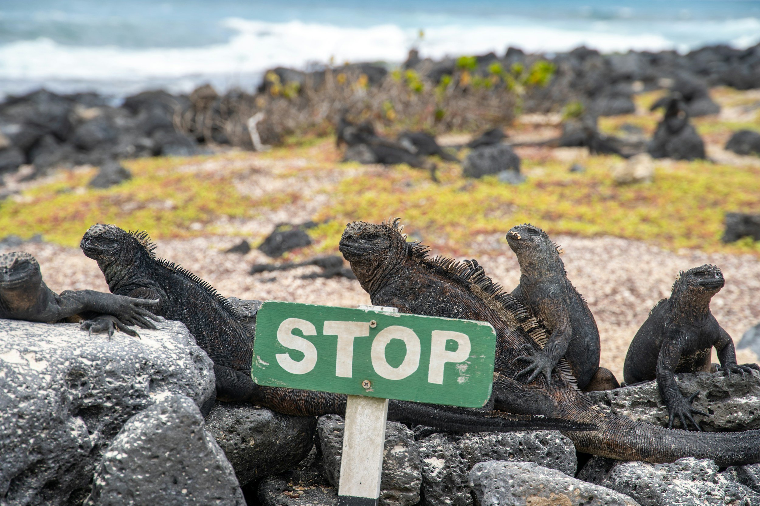 How Much Does a Trip to the Galapagos Cost? A Realistic Breakdown