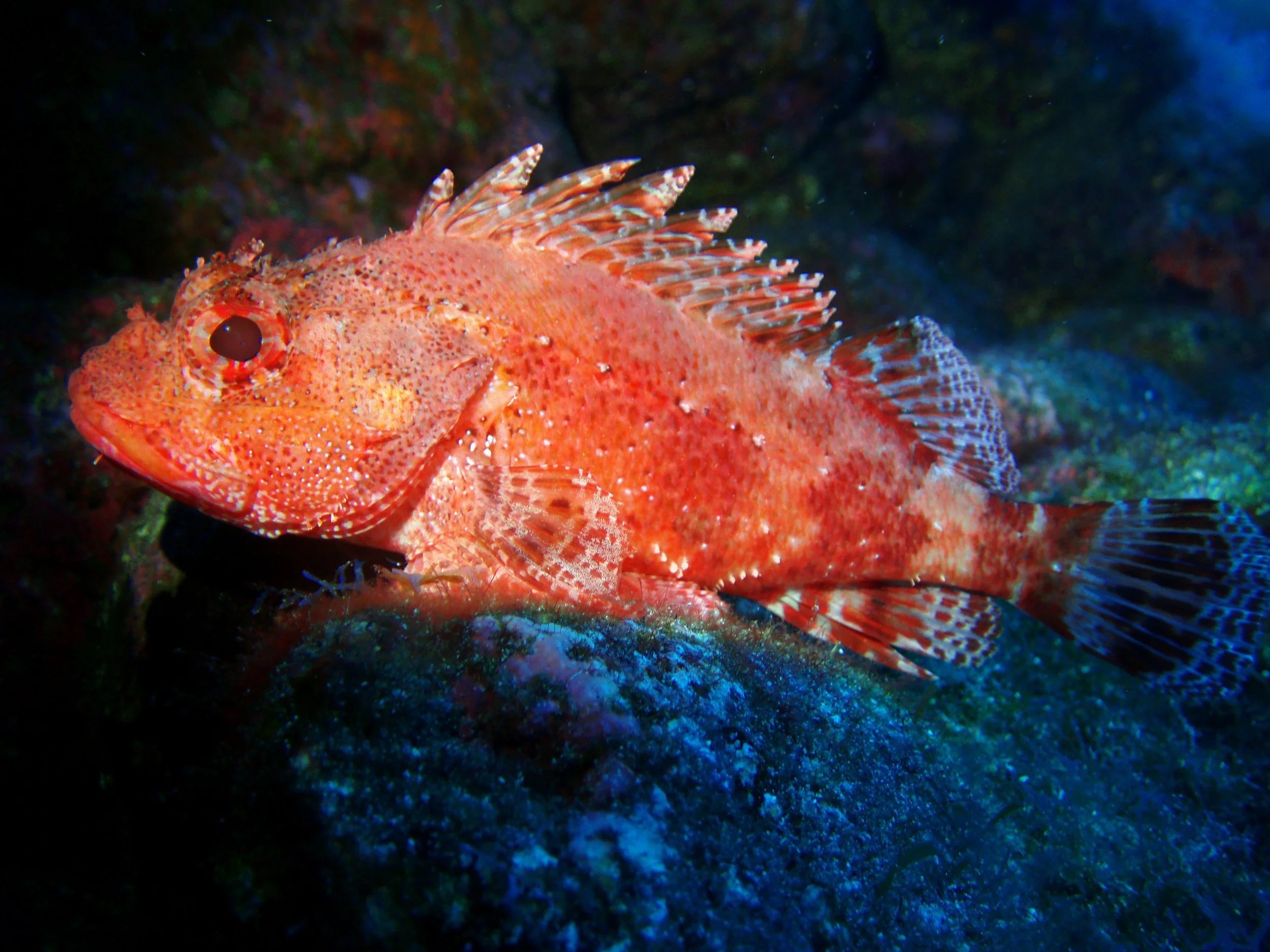 Scorpionfish in the Galapagos