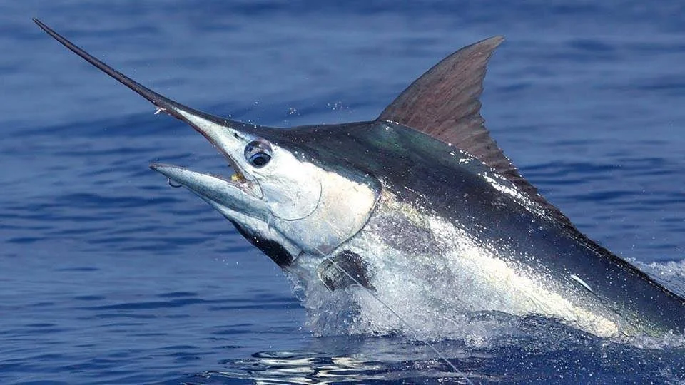 Black Marlin Fishing in the Galapagos