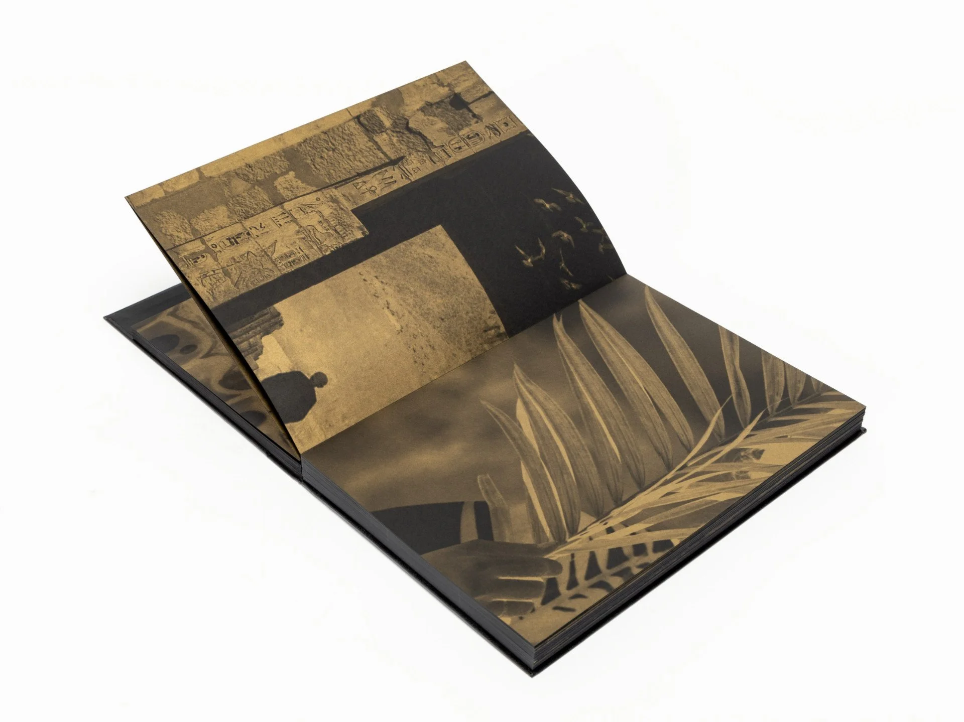  Sandra Cattaneo Adorno:  Ten Years  