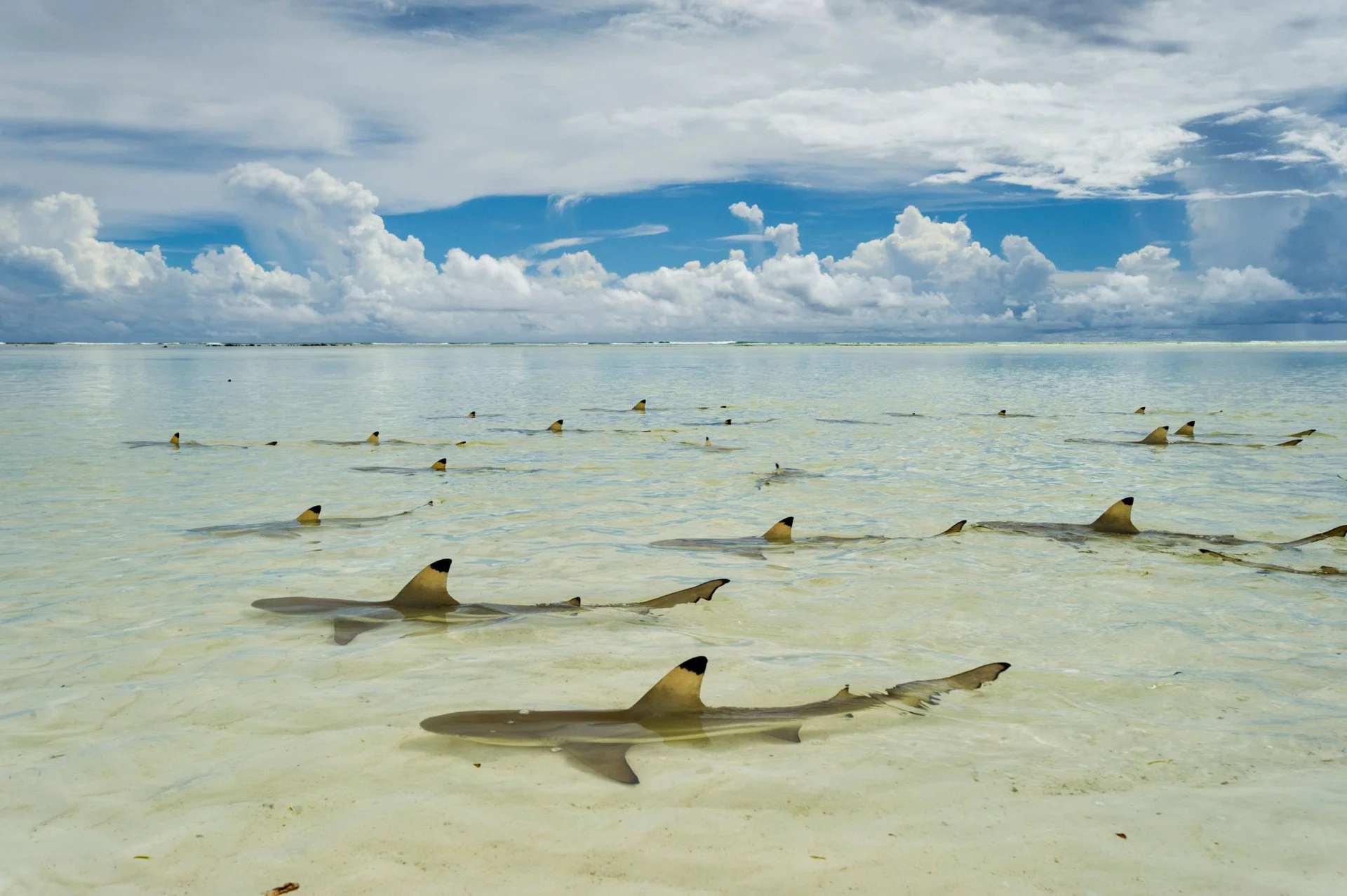  Photo by Thomas Peschak  We find humor in this image. Like a group of sharks coming together to take an outdoor yoga class, as passersby peak at their session. But, we also love the balance throughout the frame and depth that it offers. 
