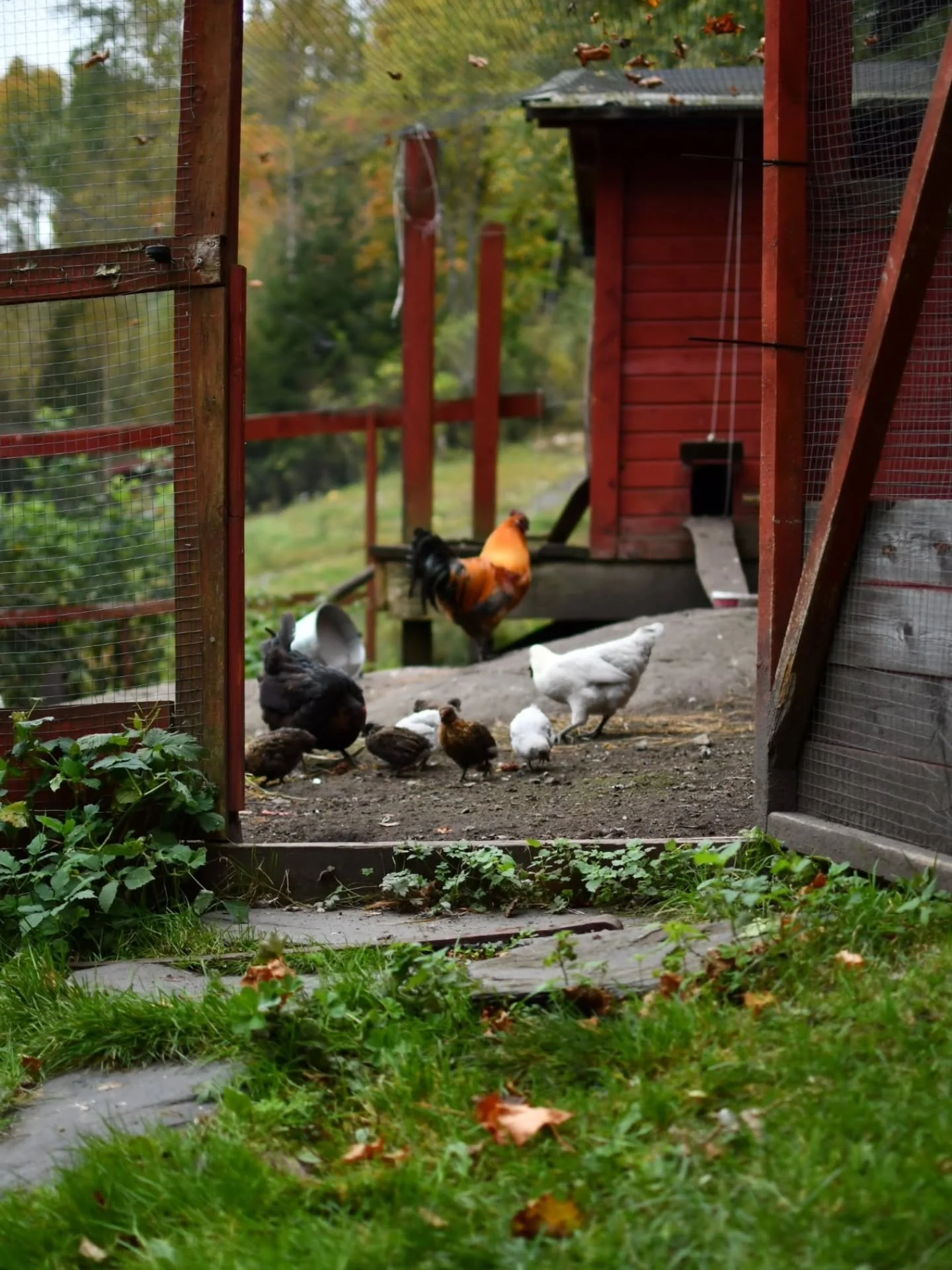 The location for the photoshoot for the book 🍁 

I was so happy to have the opportunity to shoot the book in such a beautiful environmemt! Thank you @stora_garden_i_pershyttan for letting us take over for a few days! 🍁 

#stickaisvenskull