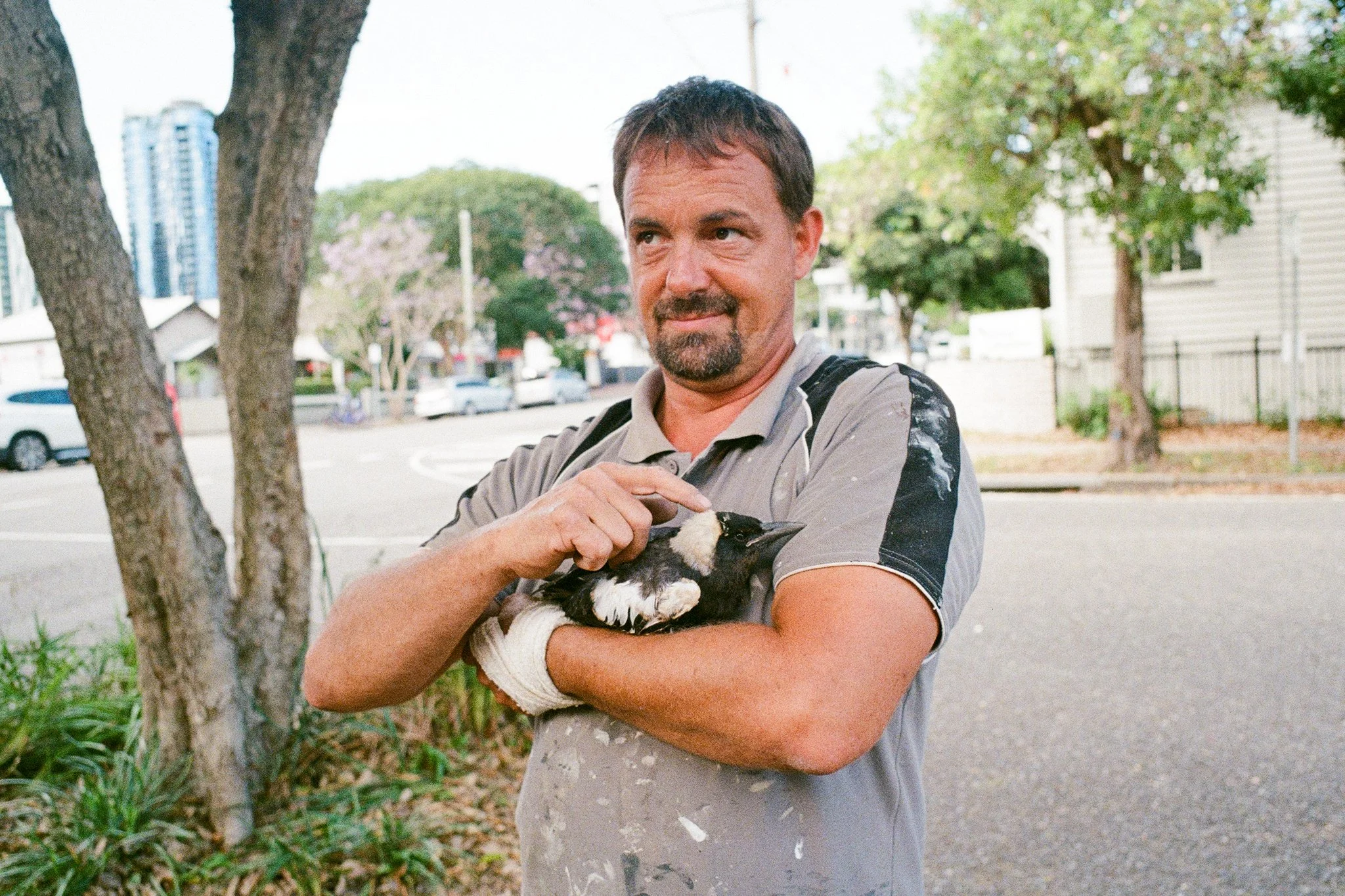 Man saving a baby magpie that has fallen off its nest.