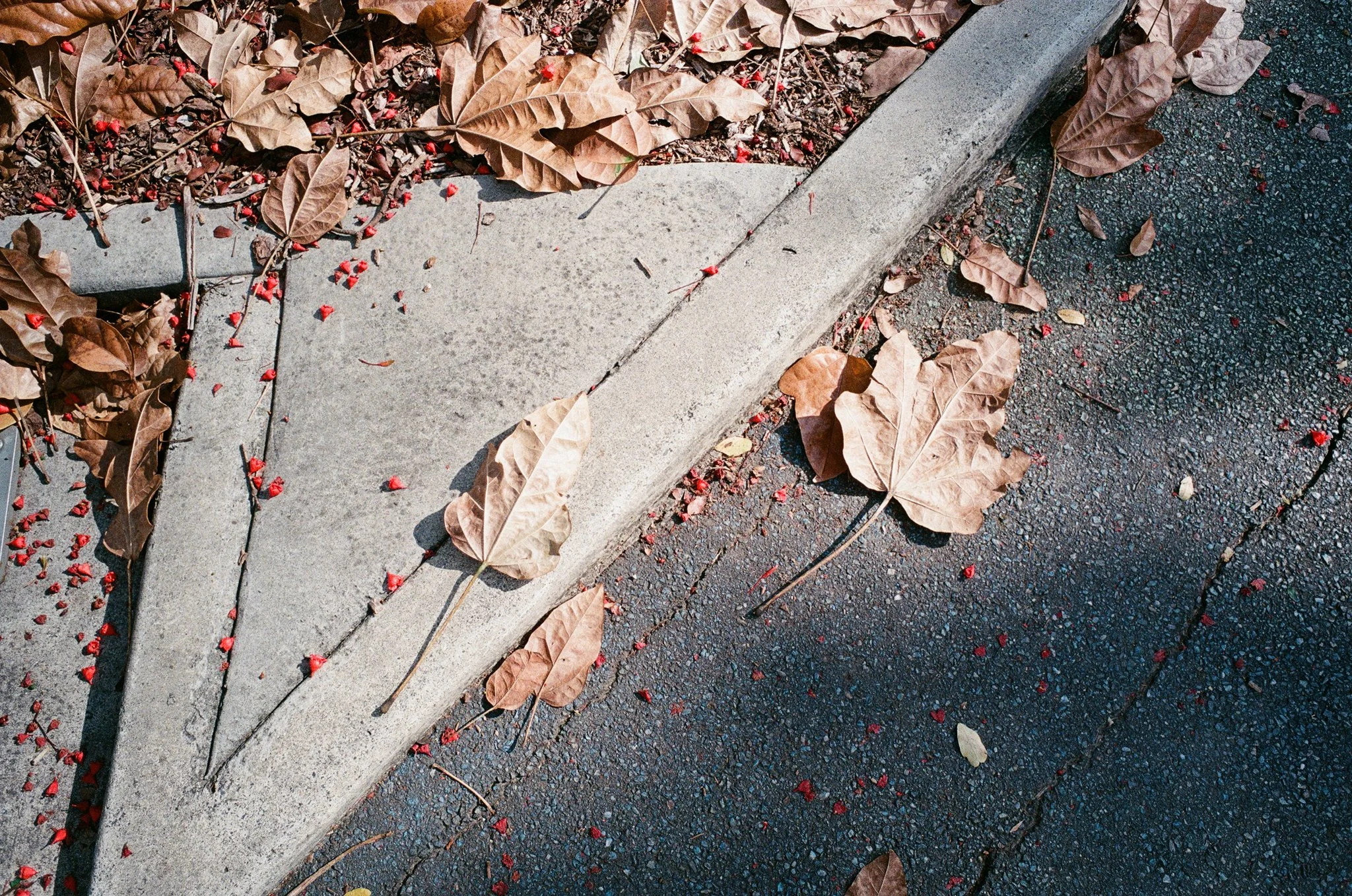 Bright red blooms falling. Two rejections. My heart races.