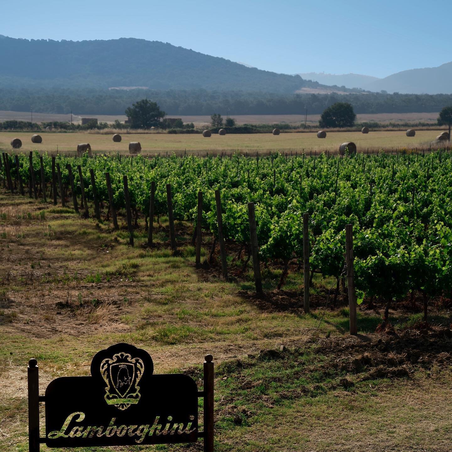 Tenuta Lamborghini 🍇
.
,
.
,
Photo: @bydanielamarchi 
#umbria #lagotrasimeno #tenutalamborghini #lamborghini #wineresort #wine #golf #winestagram #golfstagram #era #trescone #torami #campoleone #loveit #restaurant #lamborghinisince1968 #foodandwine 