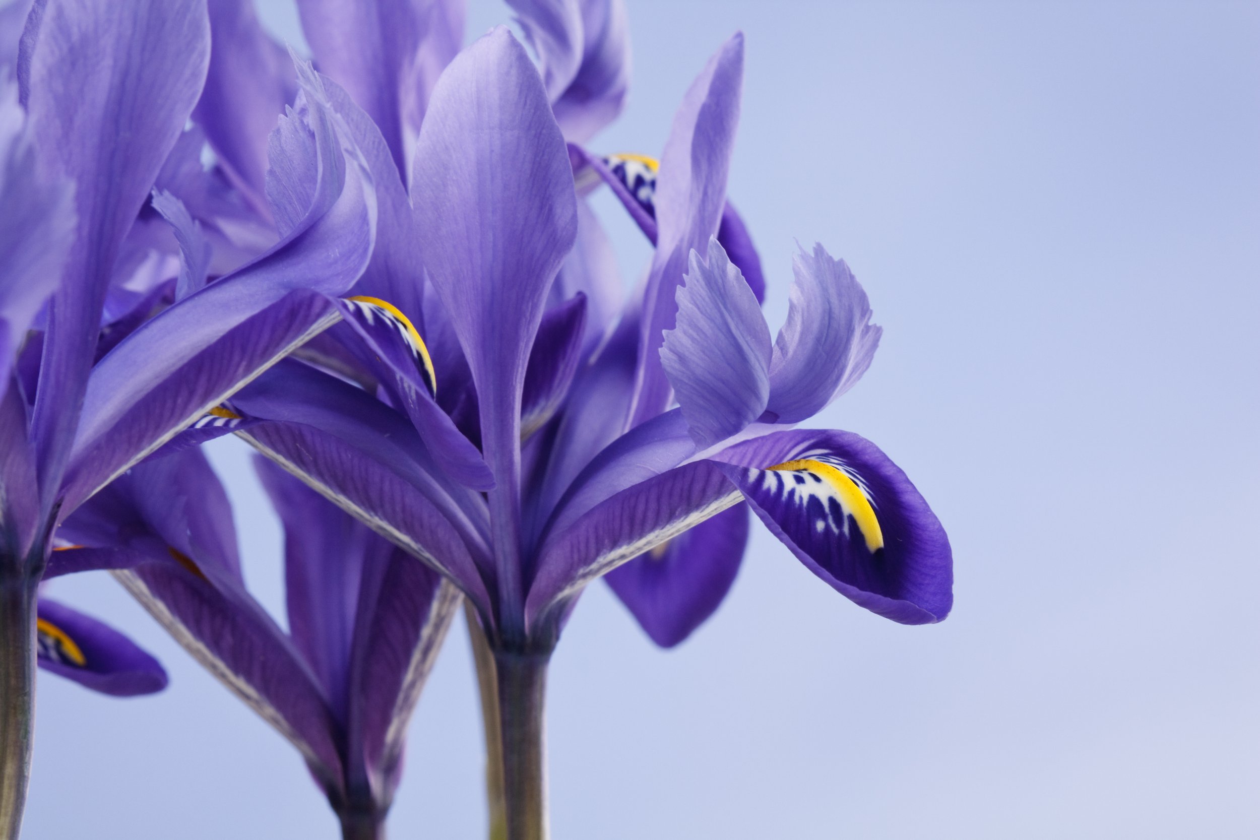 AdobeStock_21011235.jpeg