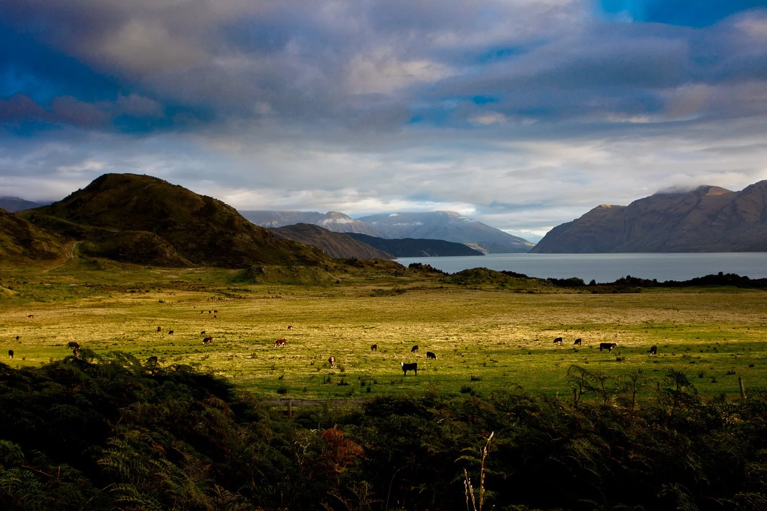 Watching cow, Wanaka