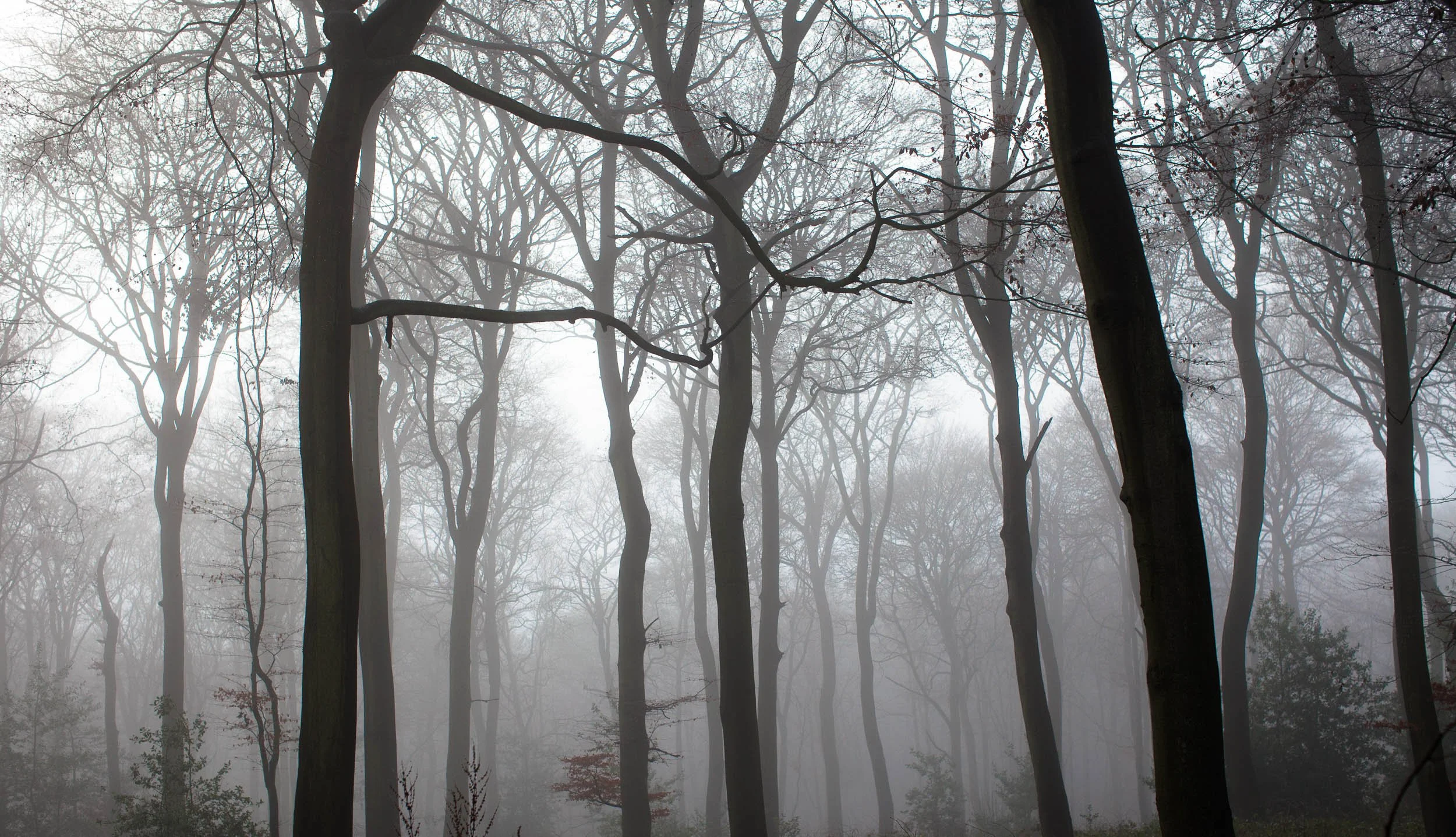 Trees in mist 1