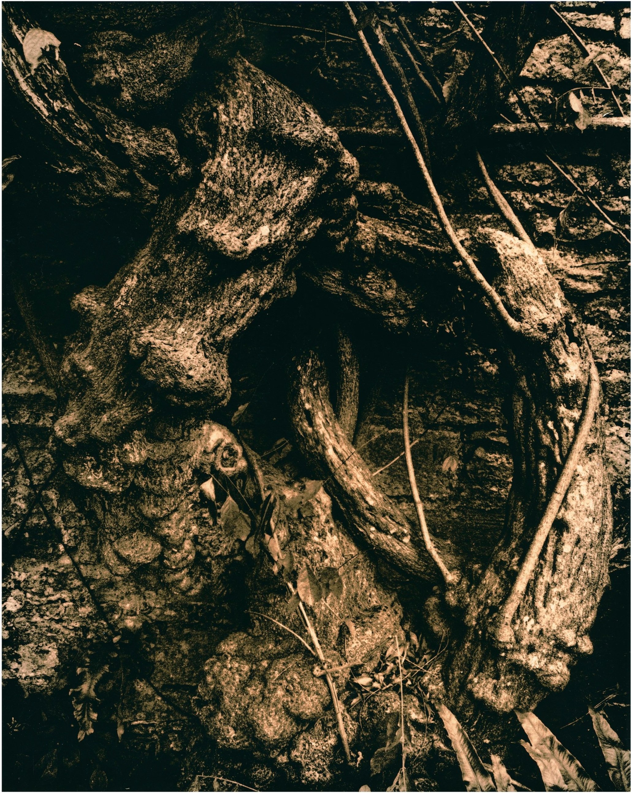 tree.jpg
