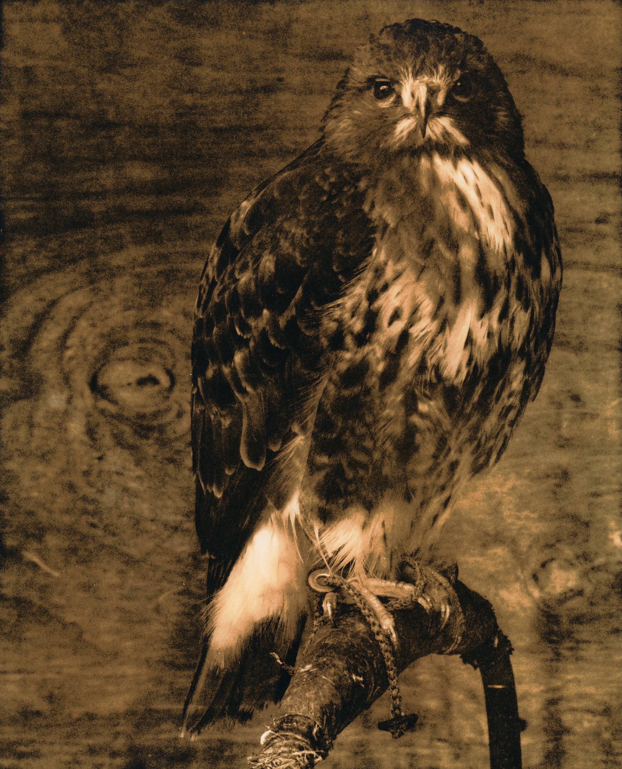 FalconLith.jpg