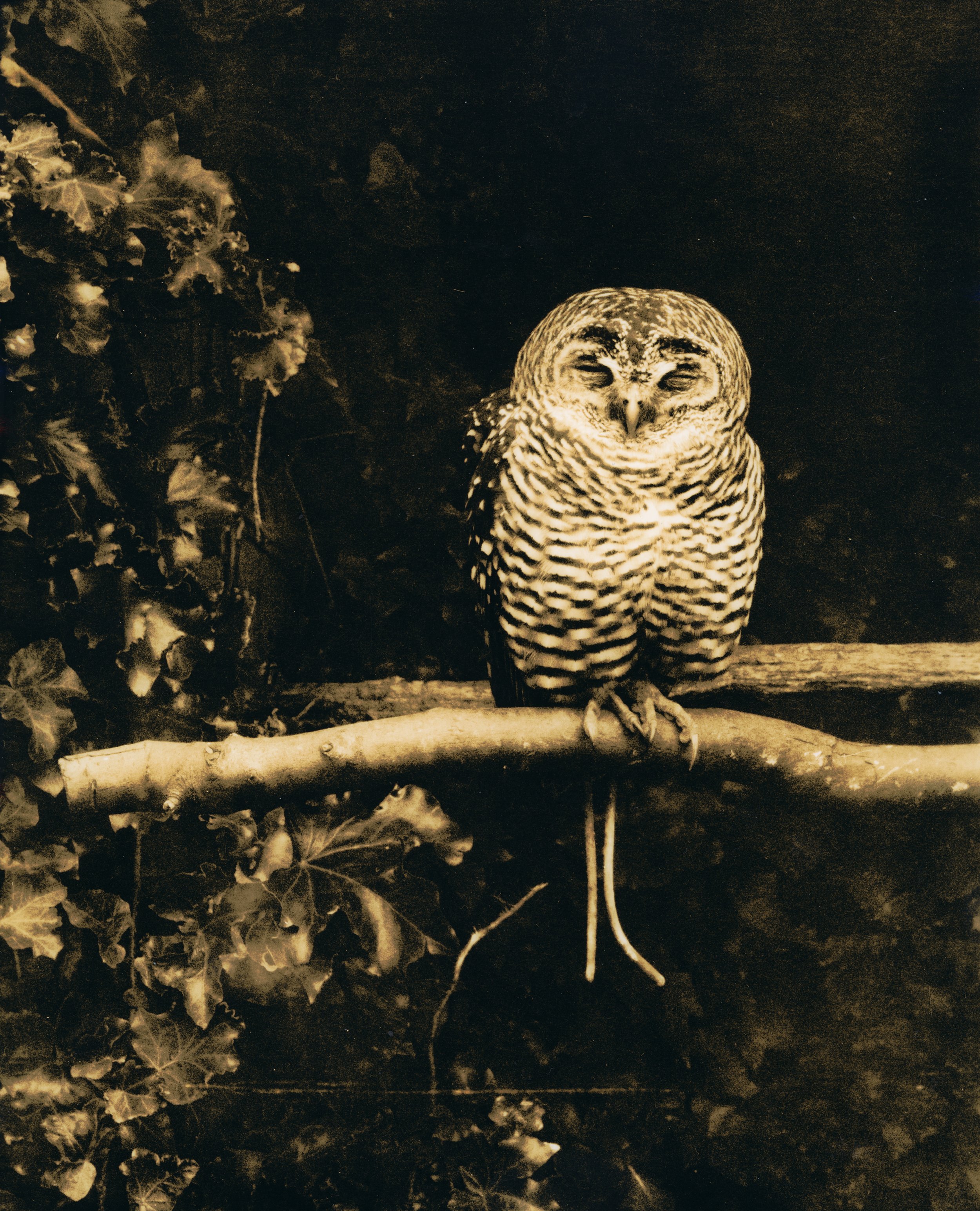 Owlinbushlith.jpg