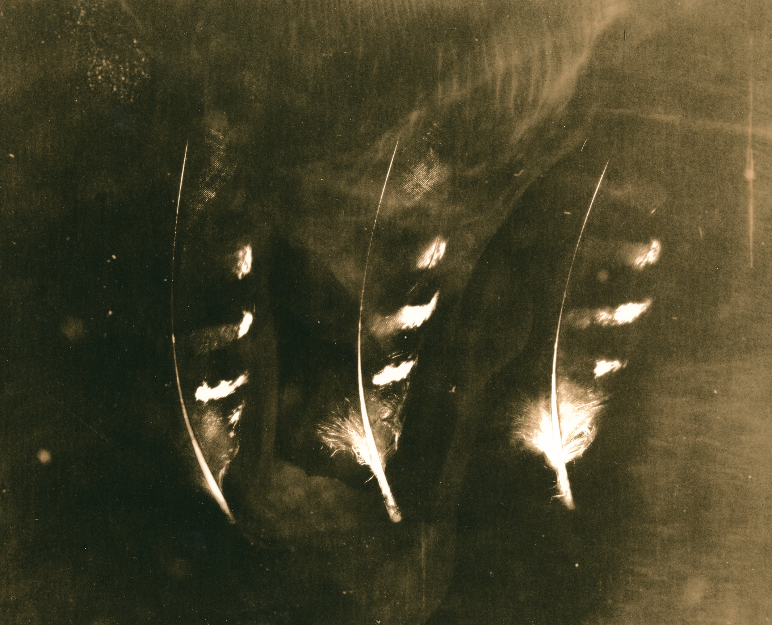 3Feathers lith.jpg