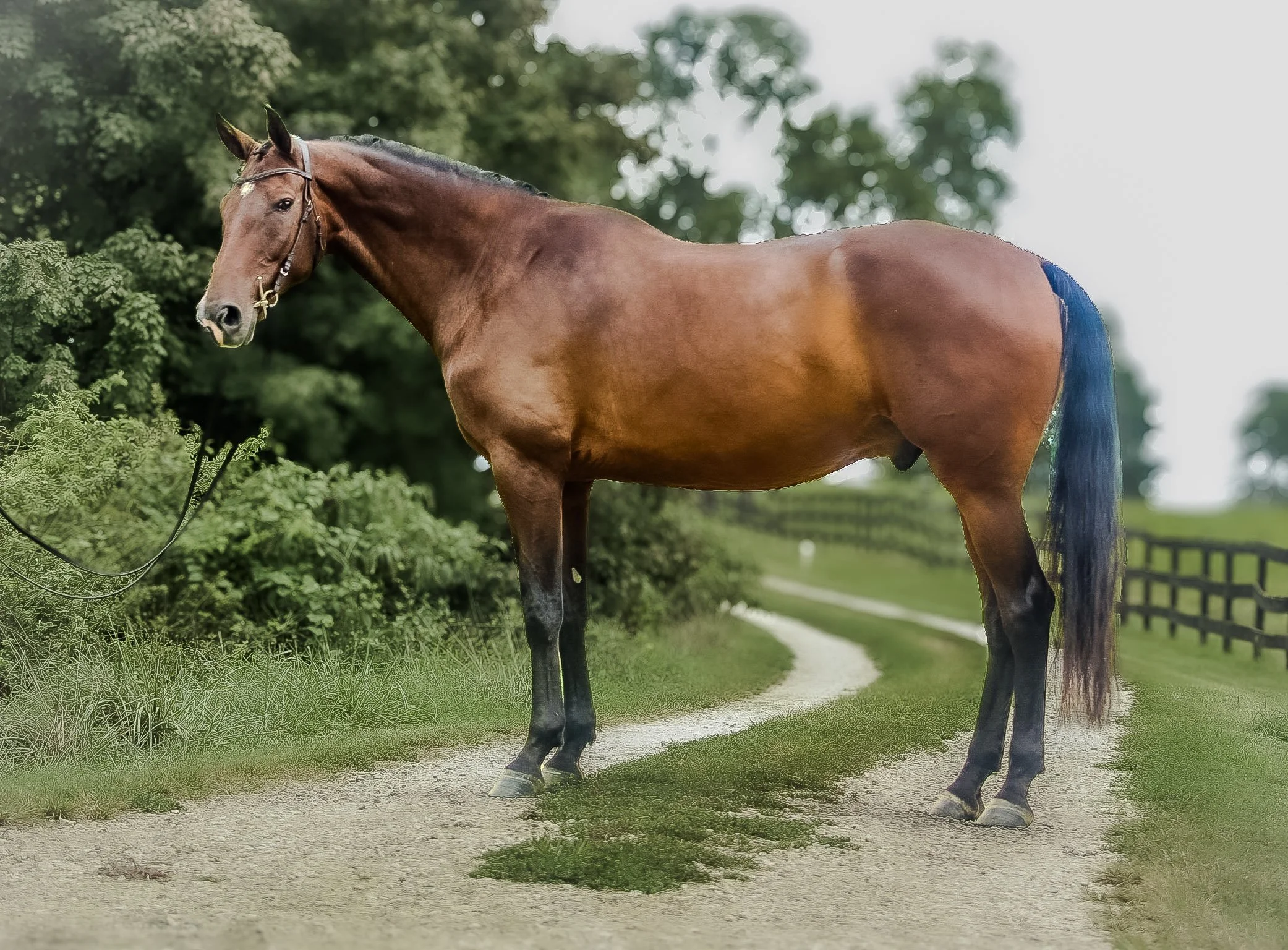 side view.jpg