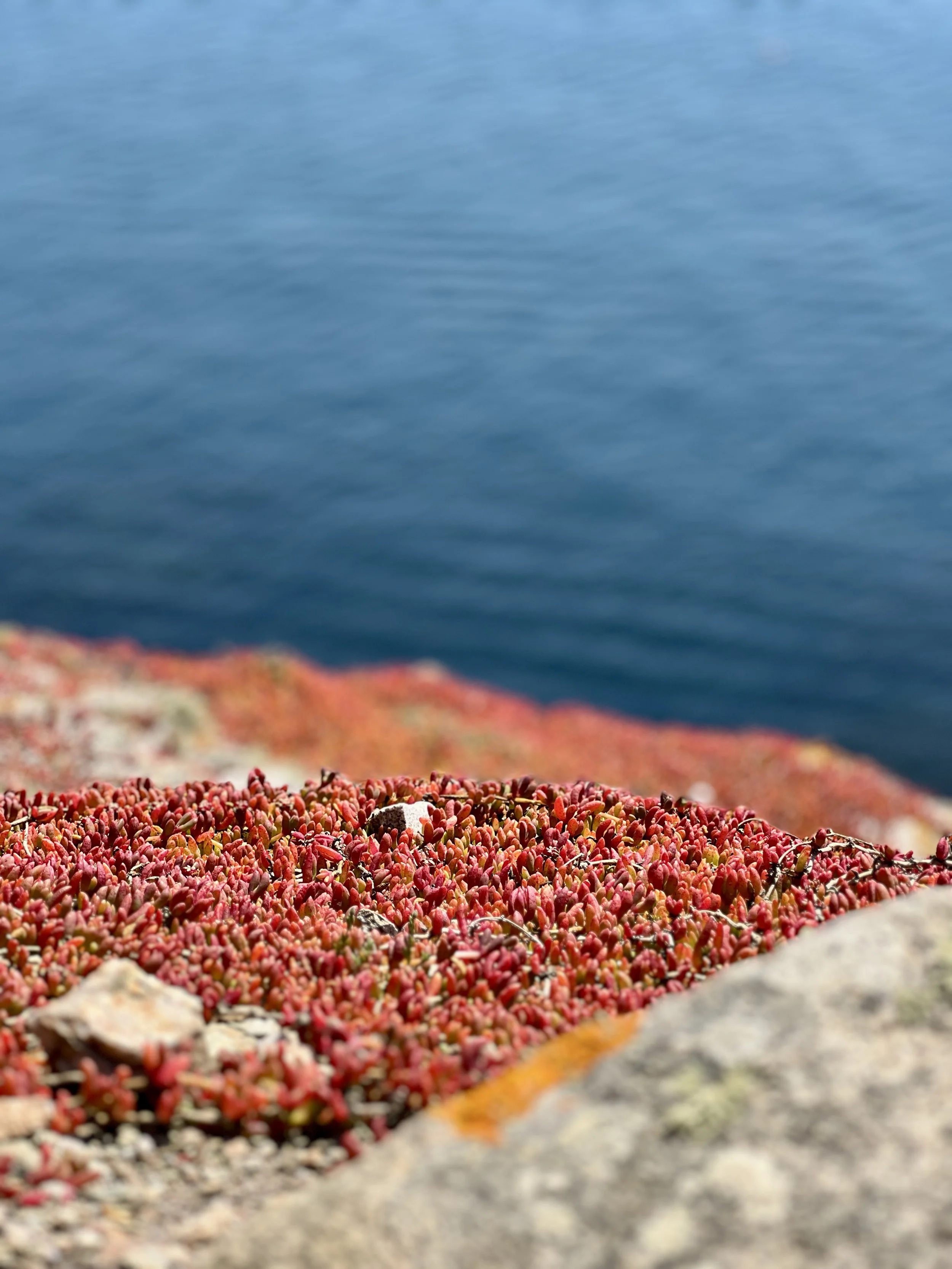 Bright red lichens grow on a rocky cliff overlooking a stunning blue sea, with the quote ‘Deep nature connection asks something different of us. It invites curiosity before certainty. Wonder before explanation. Relationship rather than observation.’