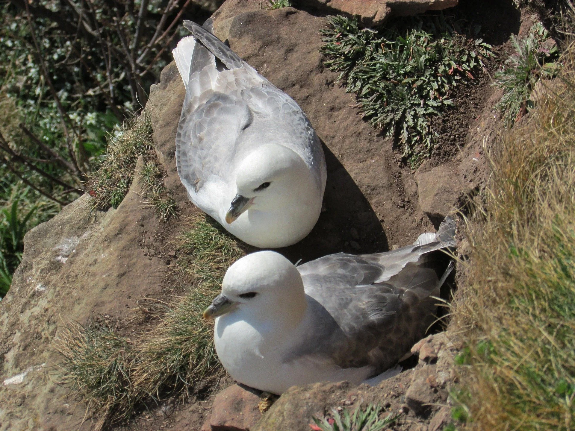 Fulmars