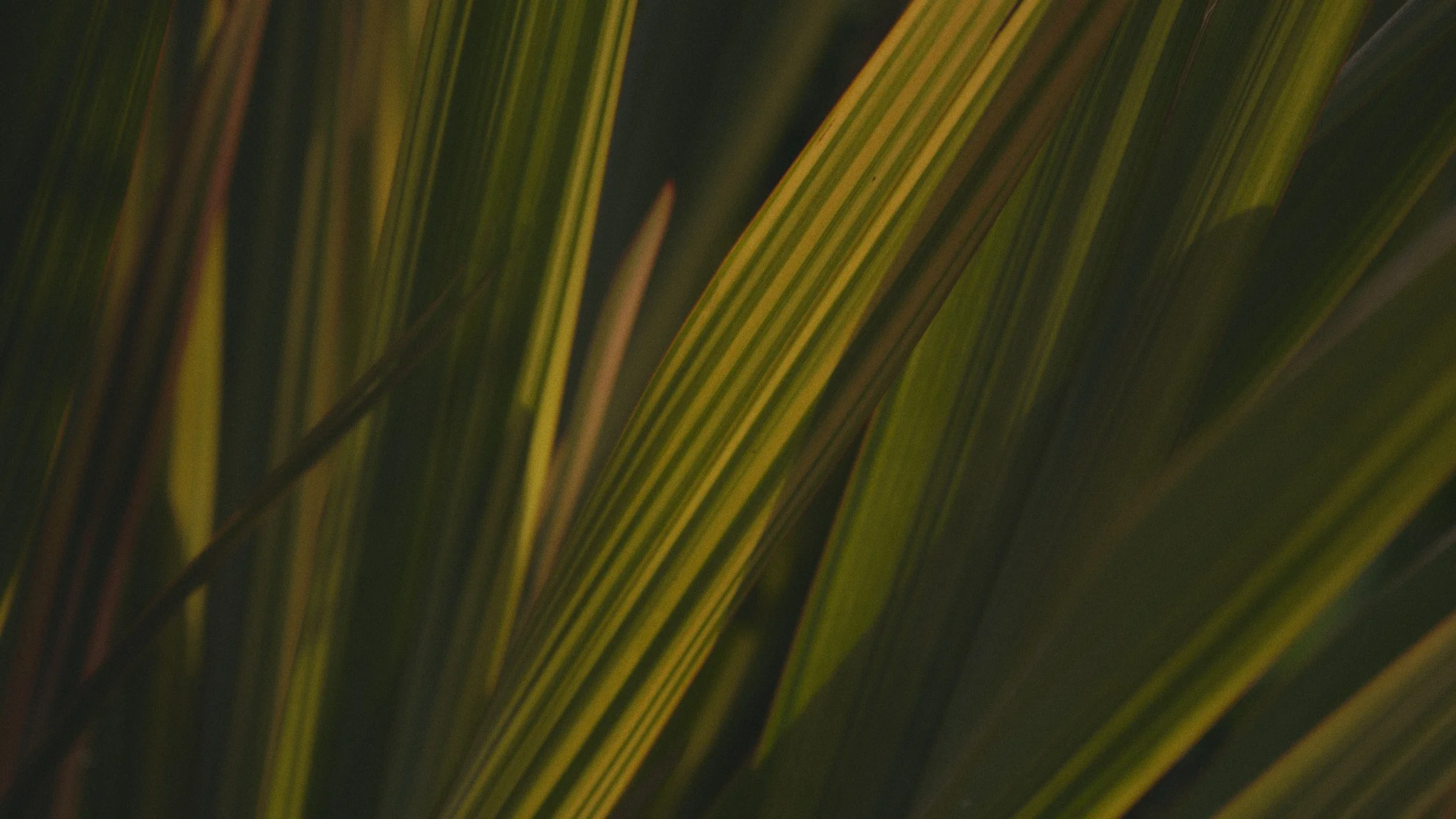 DSCF5635.jpg