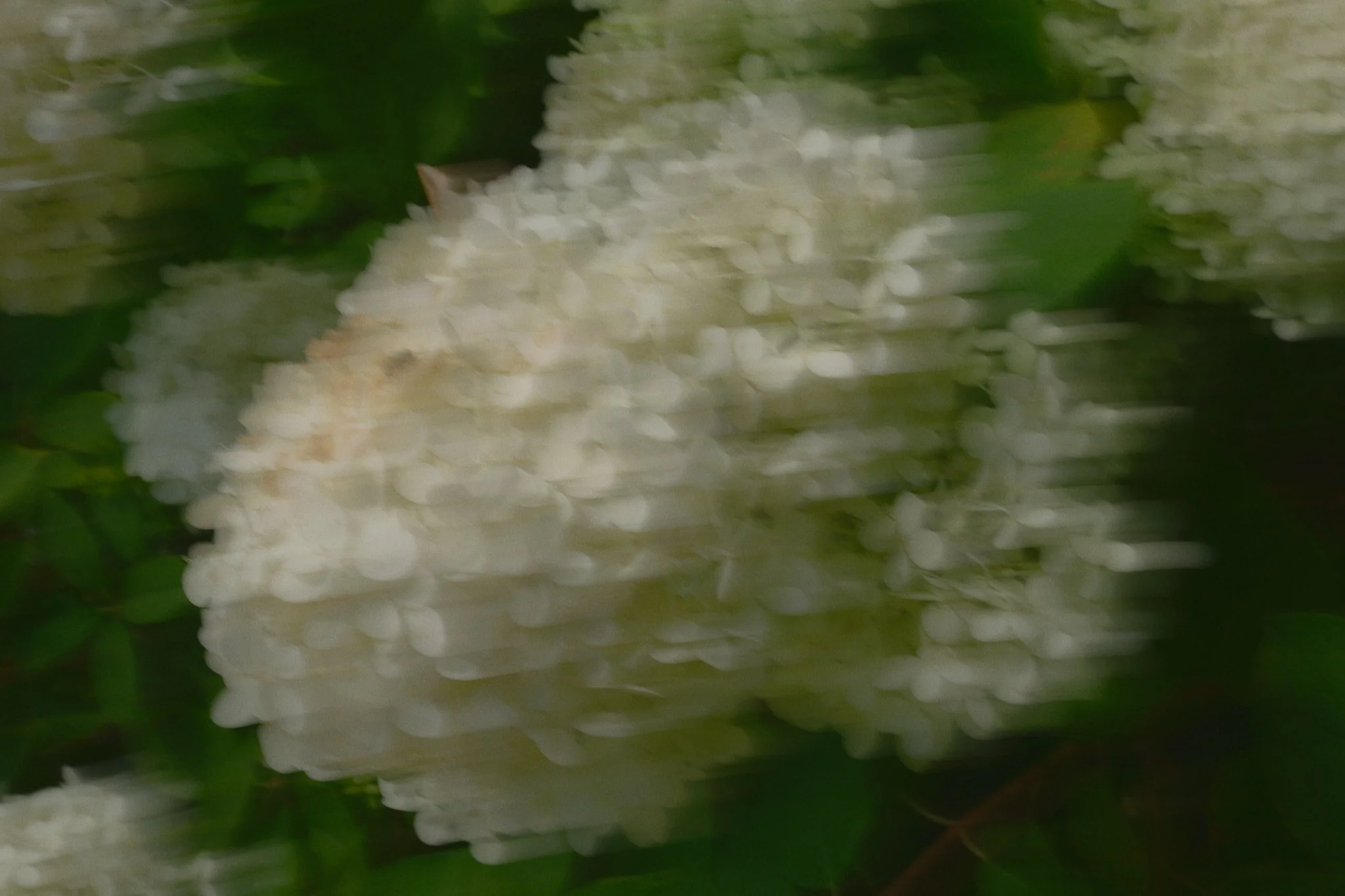 DSCF5711.jpg