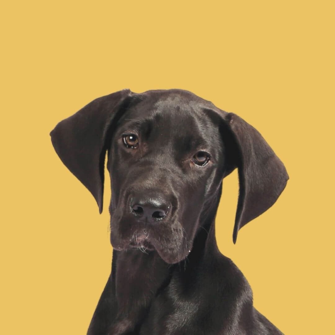 Gretta Ford Dog Behaviour Support York, Harrogate, Thirsk