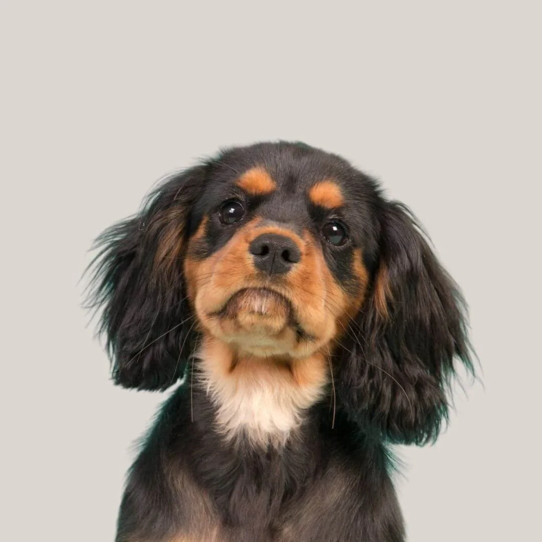 Gretta Ford Dog Behaviour Support York, Harrogate, Thirsk