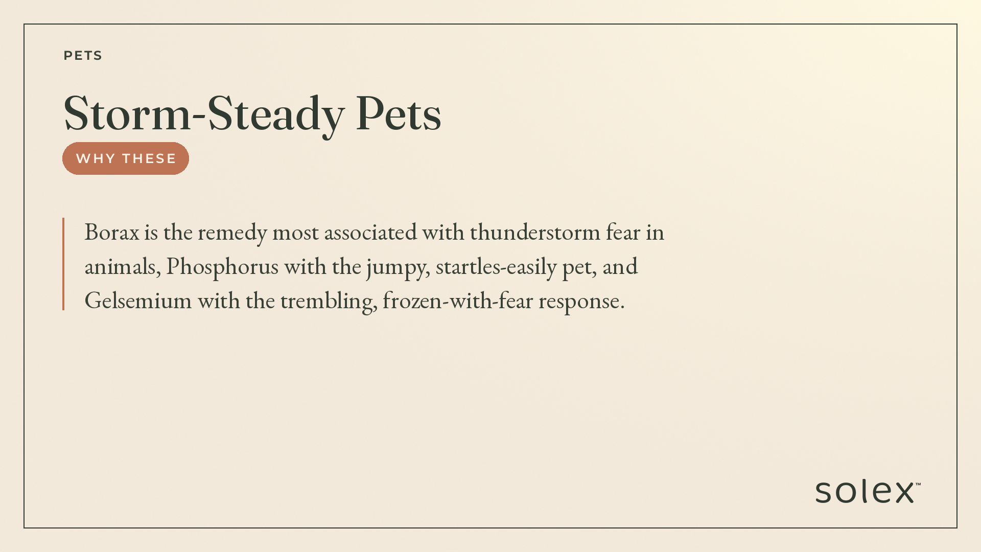 029_pets_storm_steady_pets_4_whythese.png