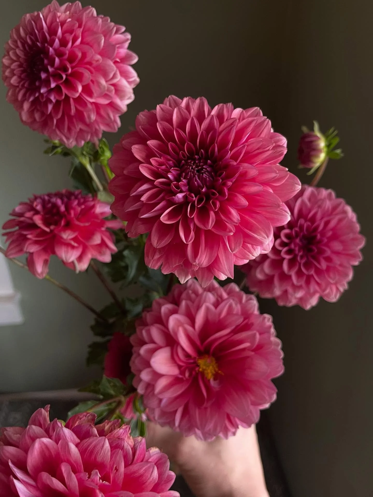 I picked some of these beautiful dahlias from the garden for our table this week. Frost may very well be hitting us in a few days, so I&rsquo;m enjoying fresh flowers while they last. Ready to embrace a slower season🍂
&bull;
&bull;
&bull;
&bull;
&bu