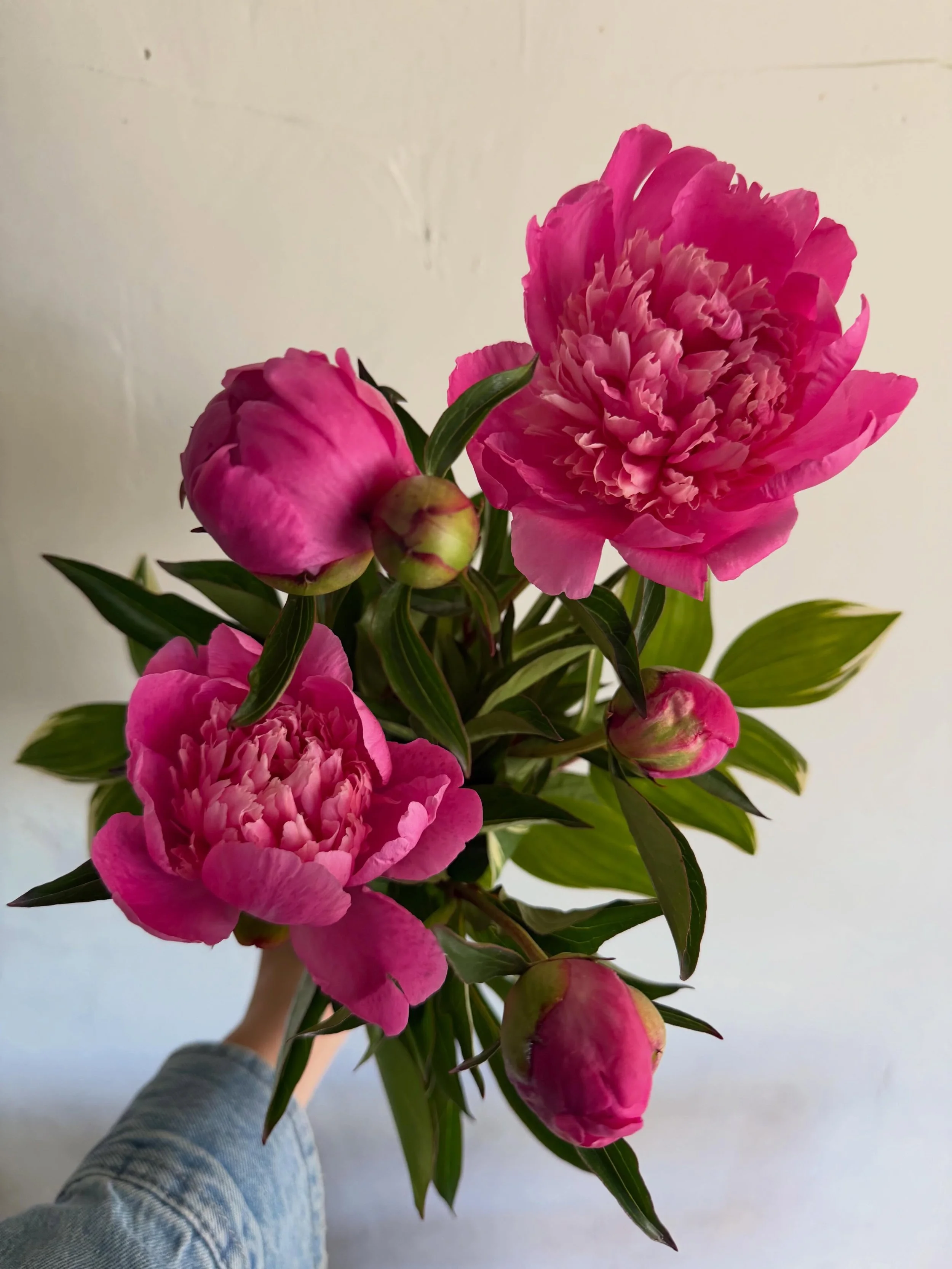 Flower of the week: peonies! The best fragrance and the definition of a fleeting beauty. 
Come grab em while they last! Bringing some with us TONIGHT at the first @westwoodfm.513 of the season!