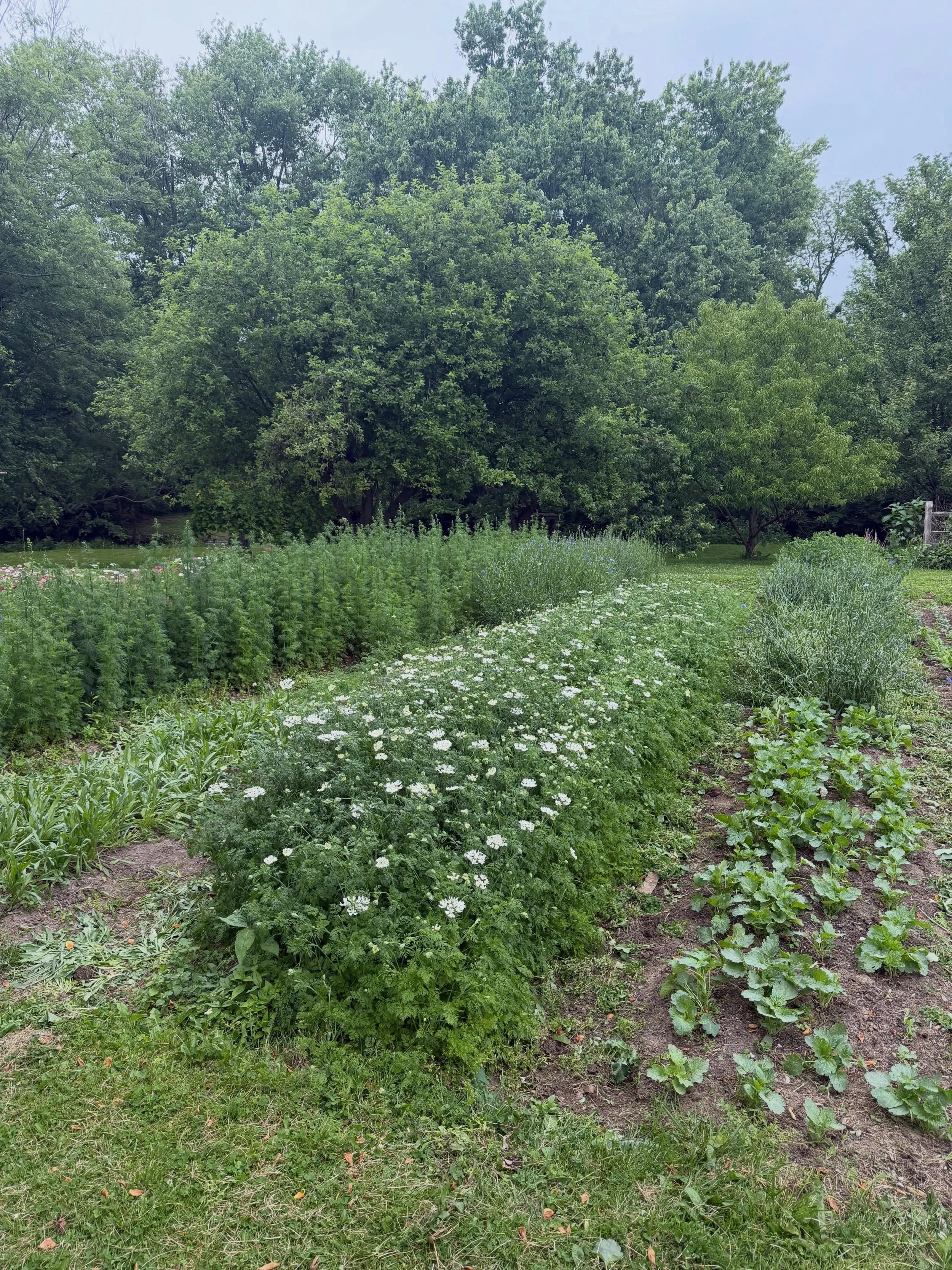 Snapshots of our mid-may gardens: lots of planting, lots of green, lots of flower babies growing! 

Pic 1: spring garden weeding day and it&rsquo;s looking lush! 
Pic 2: cute foxglove and our new favorite tool 
Pic 3: feverfew patch and the larkspur 
