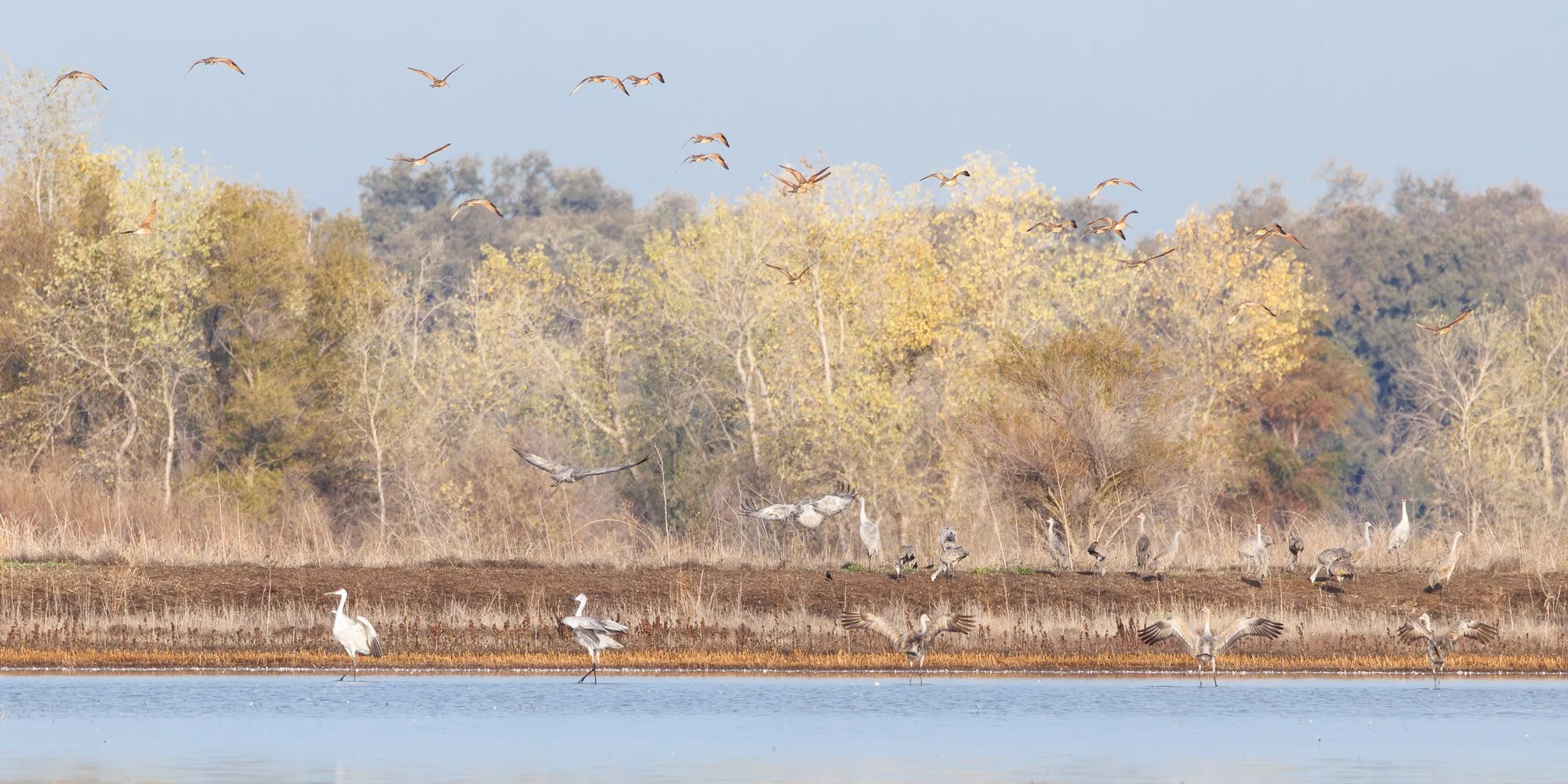 sandhill cranes resting, flying in a large grassy area with trees