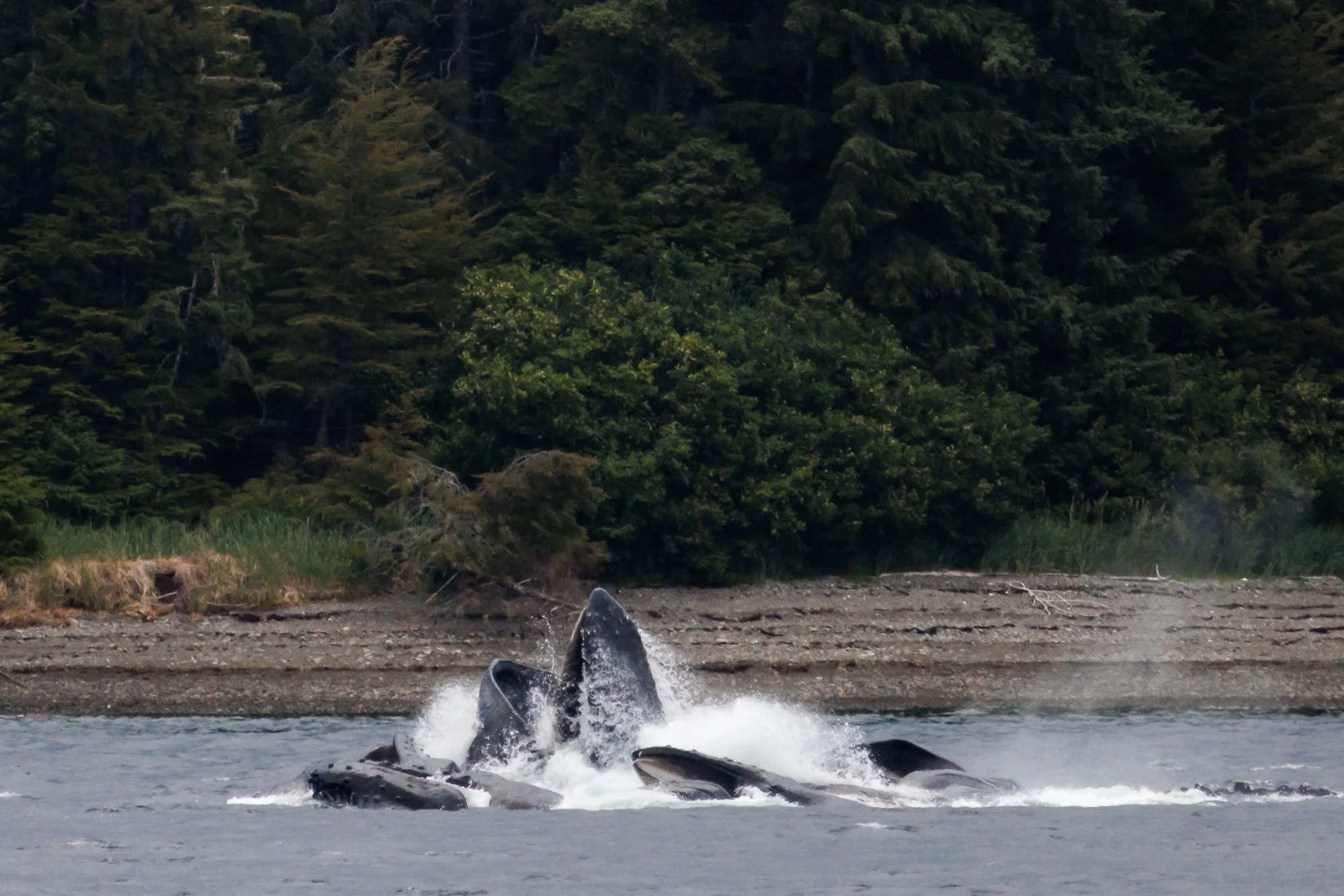 teamwork-humpbacks-bubblenet-feeding©NadeenFlynnPhotography-3252.jpg