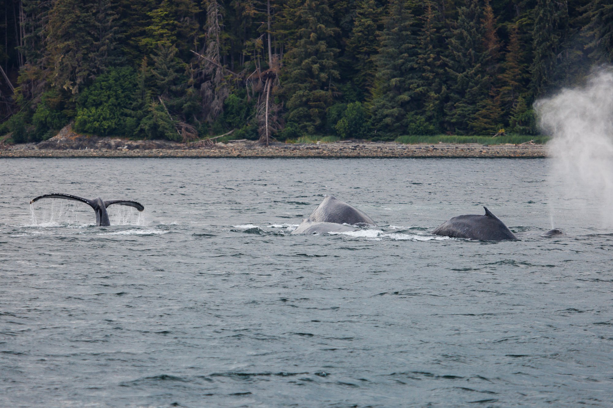 teamwork-humpback-whales-©NadeenFlynnPhotography-3160.jpg