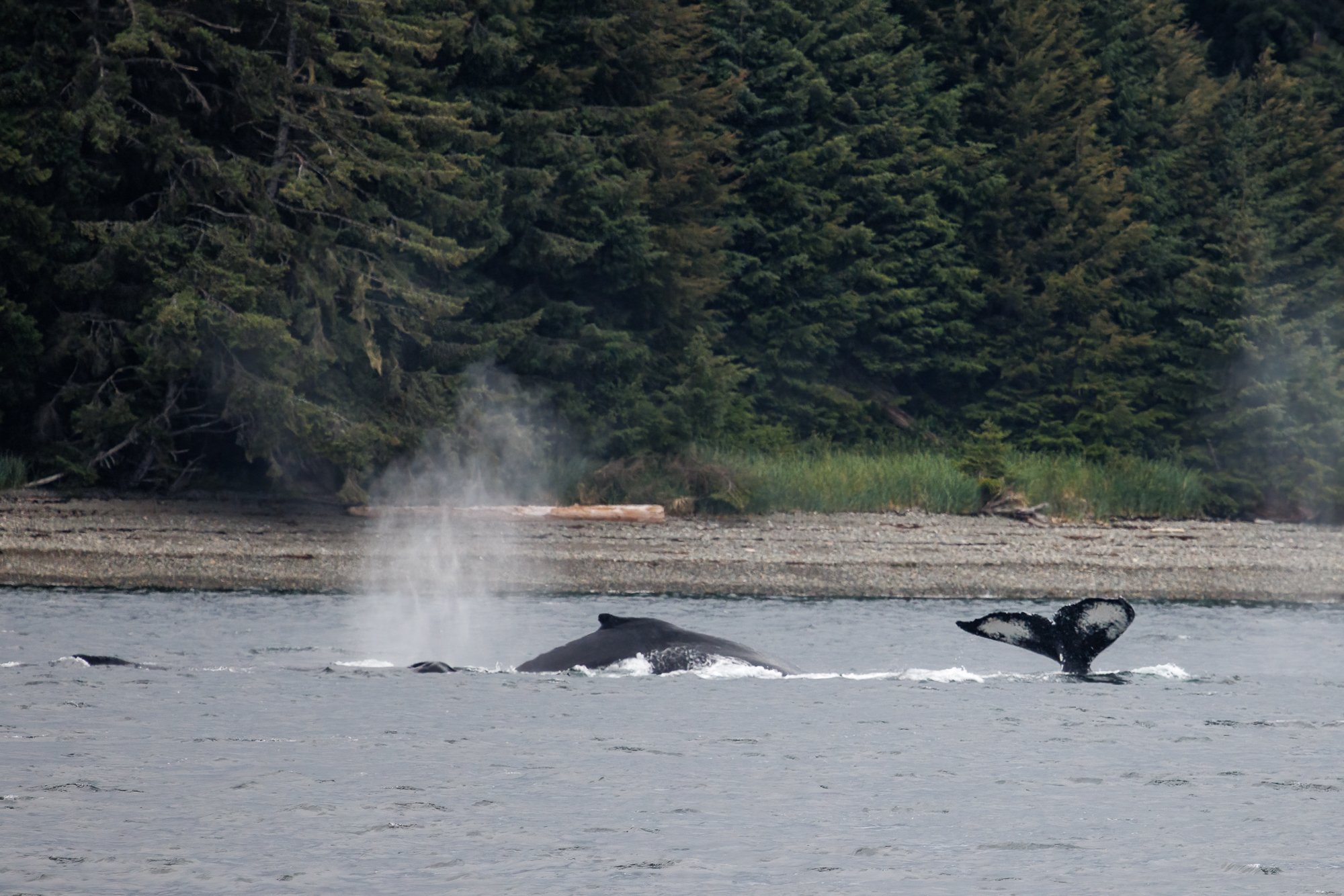 whales-moving-on©NadeenFlynnPhotography-3286-.jpg