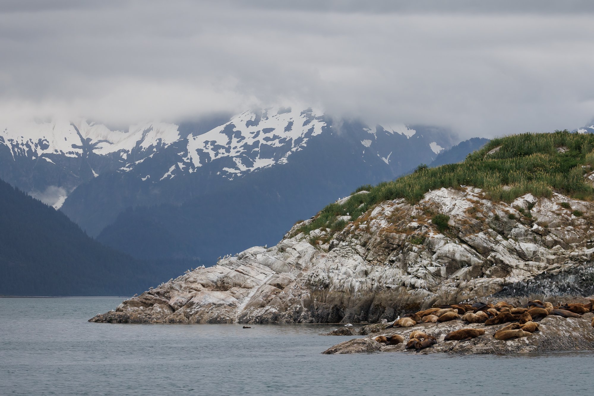 seals-and-gulls-on-rockfeeding©NadeenFlynnPhotography-3606-.jpg