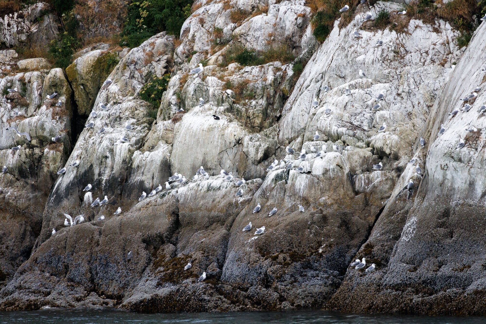 Gulls-at-Rest-©NadeenFlynnPhotography-3540-.jpg